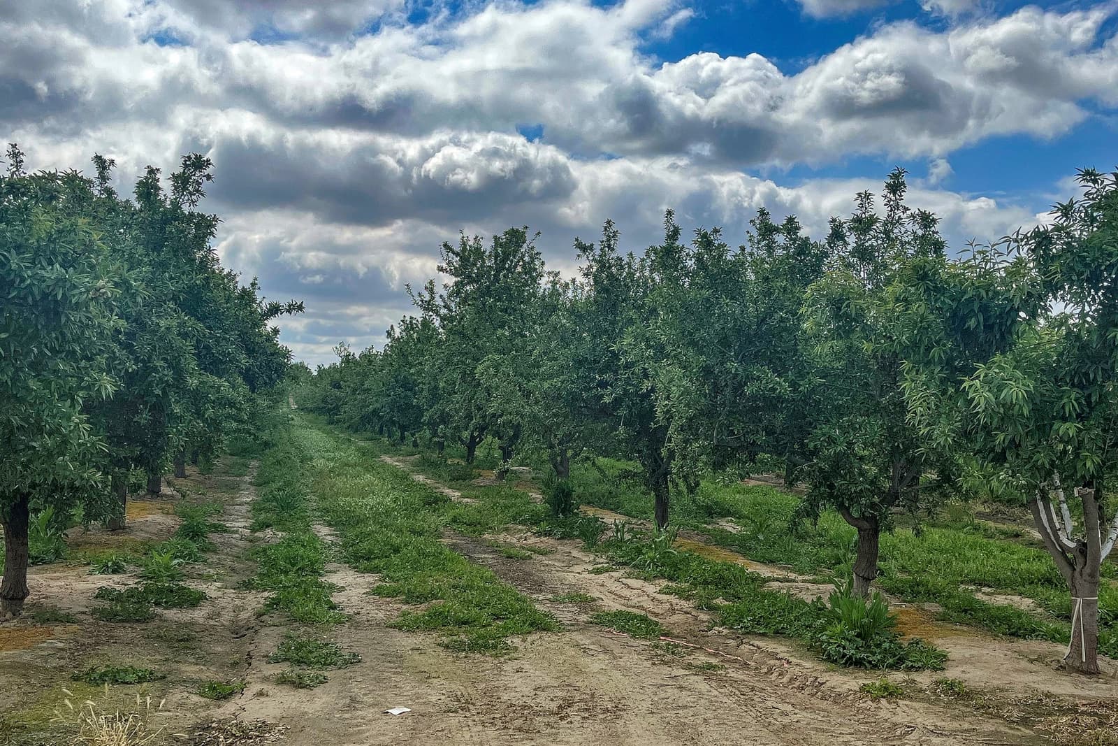 Rows of orchard trees stand on either side of a dirt path under a partly cloudy blue sky.