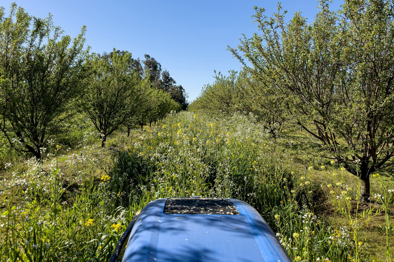 View from a tractor driving between rows of fruit trees in an orchard, with tall grass and yellow wildflowers growing between the trees under a clear blue sky.