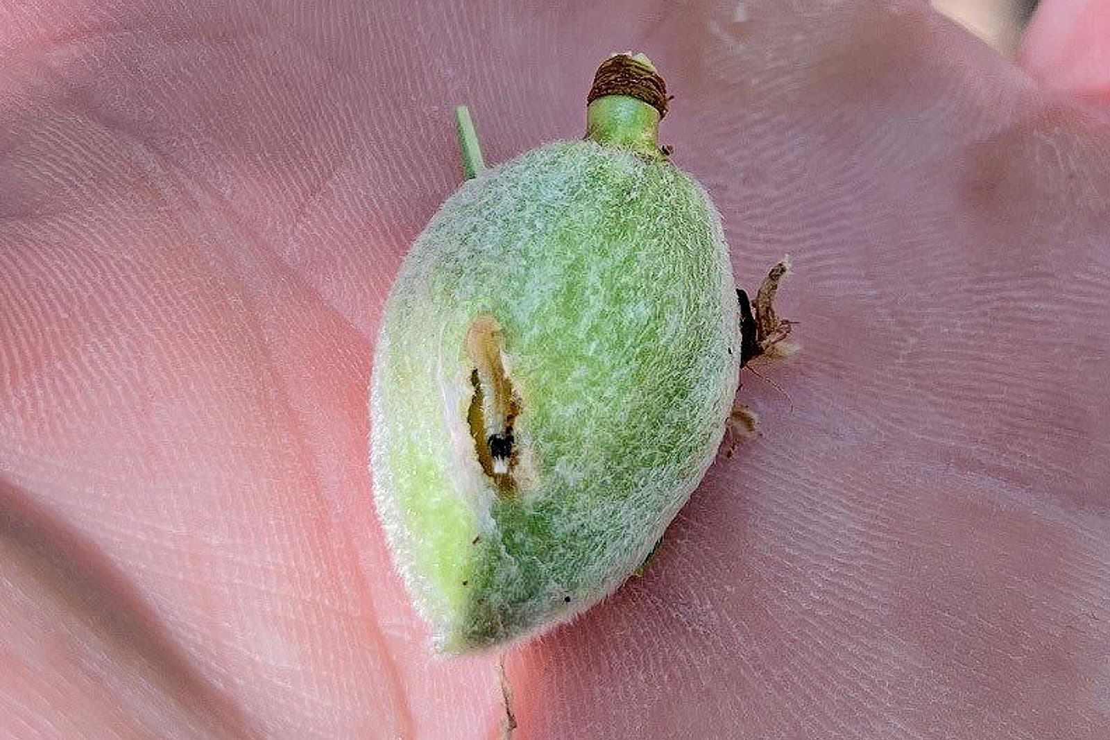 A close-up of a green, fuzzy almond with a small hole, resting on the palm of a persons hand.