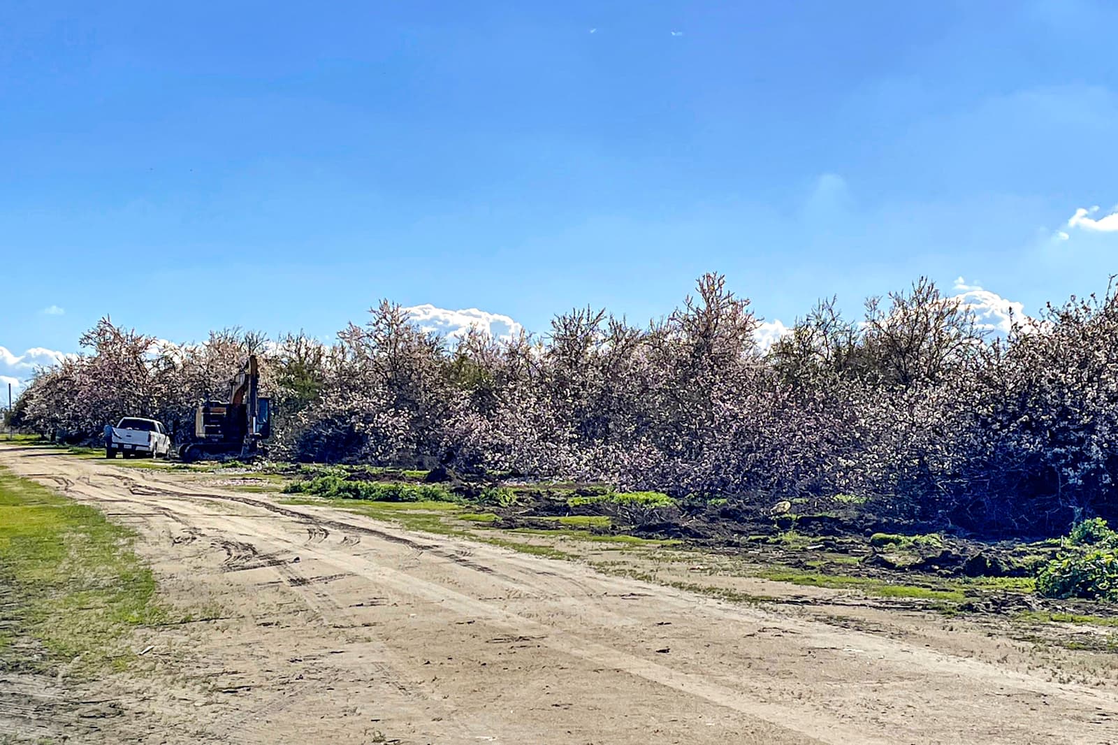A dirt road runs alongside blooming trees and a parked white truck under a clear blue sky with some clouds.