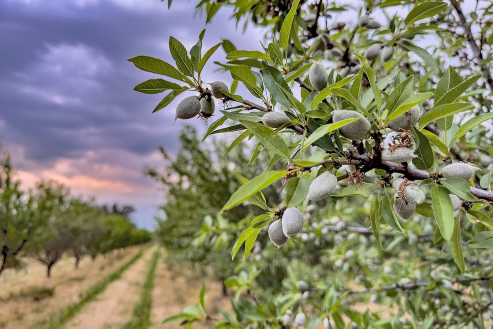Close-up of almond tree branches with unripe almonds, set in an orchard under a cloudy sky at sunset.