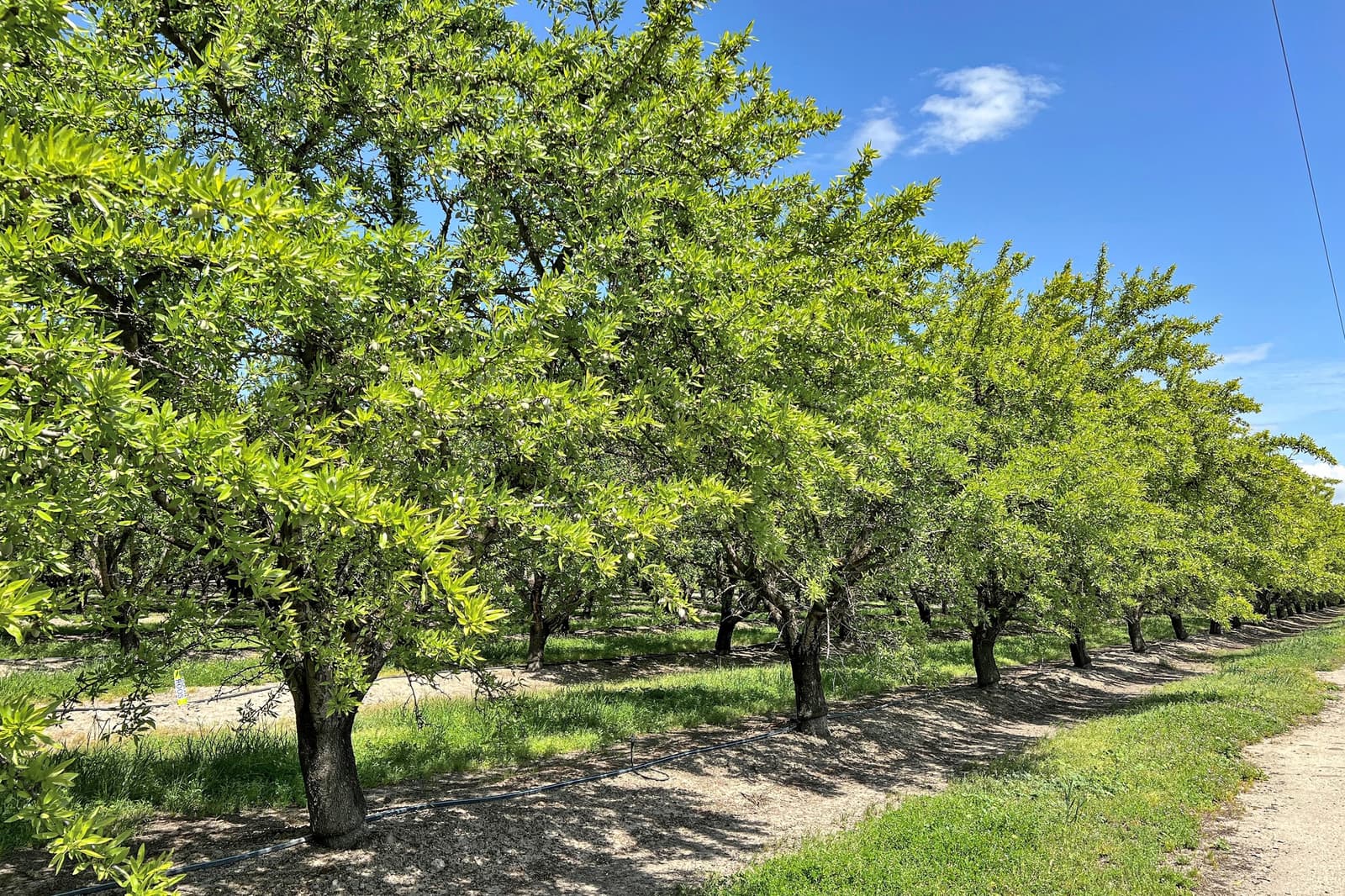 Rows of leafy green trees line a dirt path under a bright blue sky with scattered clouds.