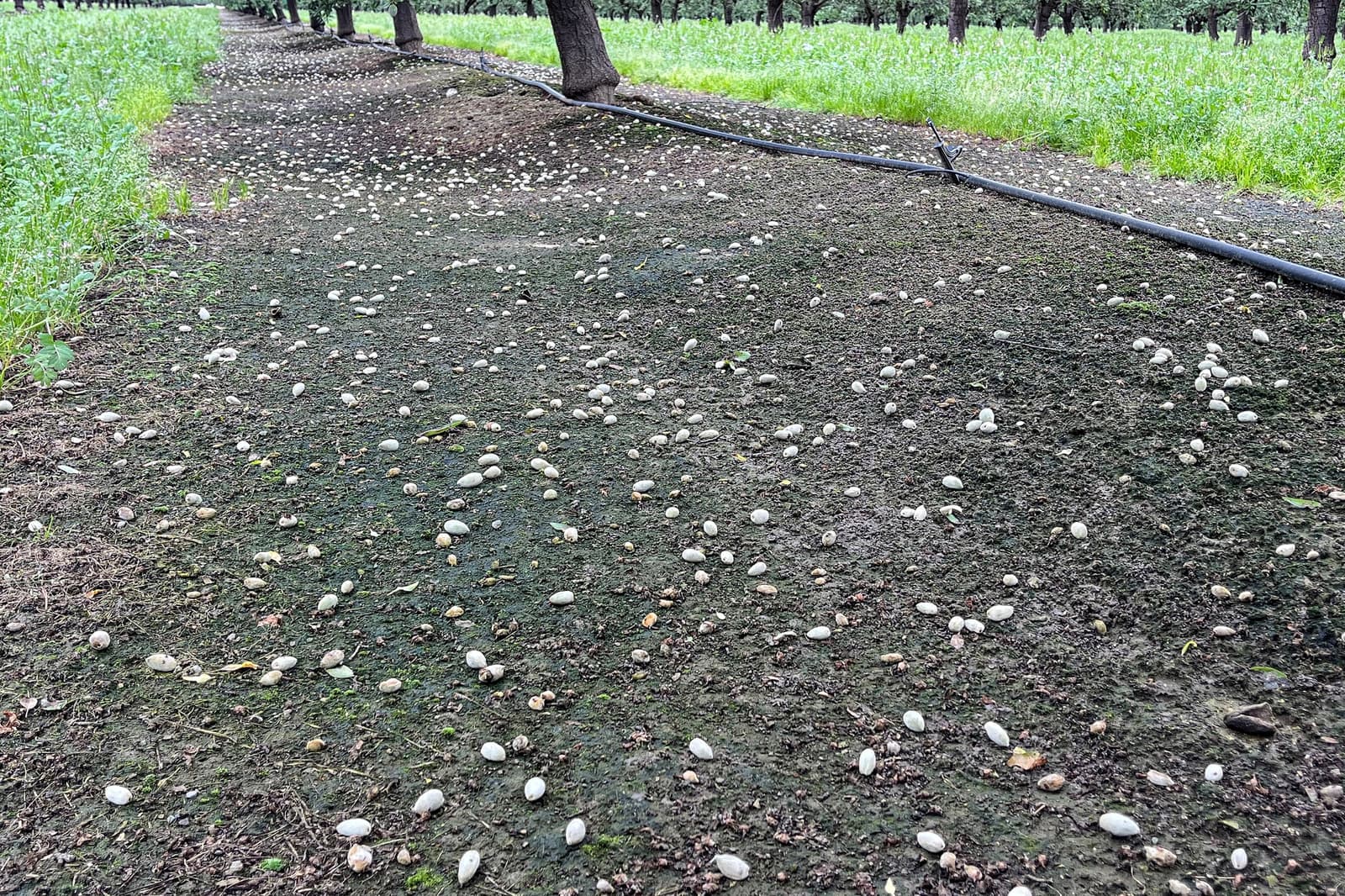 Scattered almonds cover the ground beneath rows of trees in an orchard, with green vegetation growing along the edges.