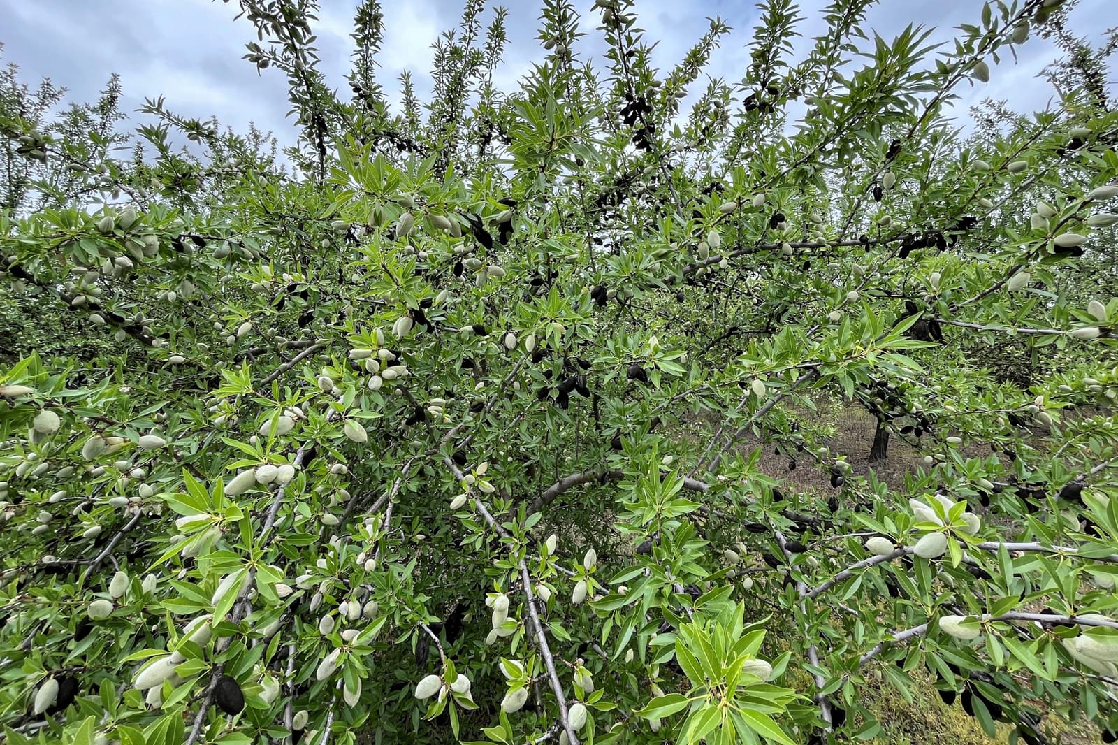 Dense almond tree branches with green leaves and young almonds growing, set against a cloudy sky background.