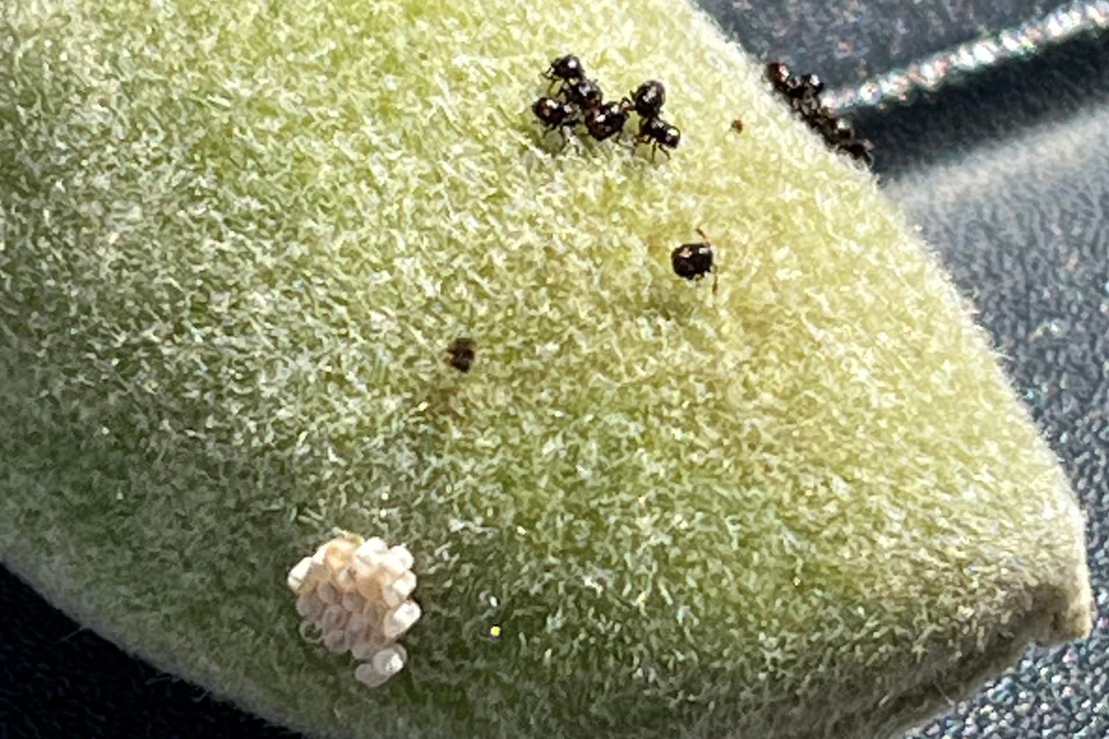 Close-up of a fuzzy green plant surface with a cluster of small black insects and a group of white eggs or larvae near one end.