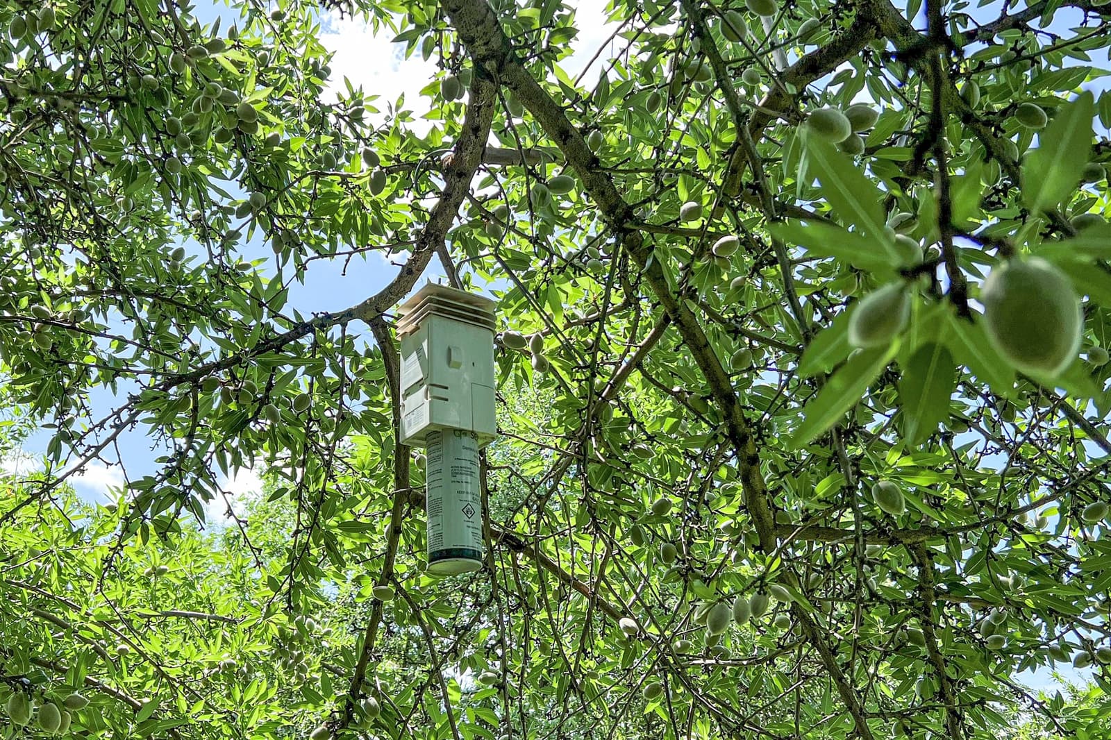 A plastic insect trap hangs from a tree branch among green leaves and unripe fruits under a partly cloudy sky.