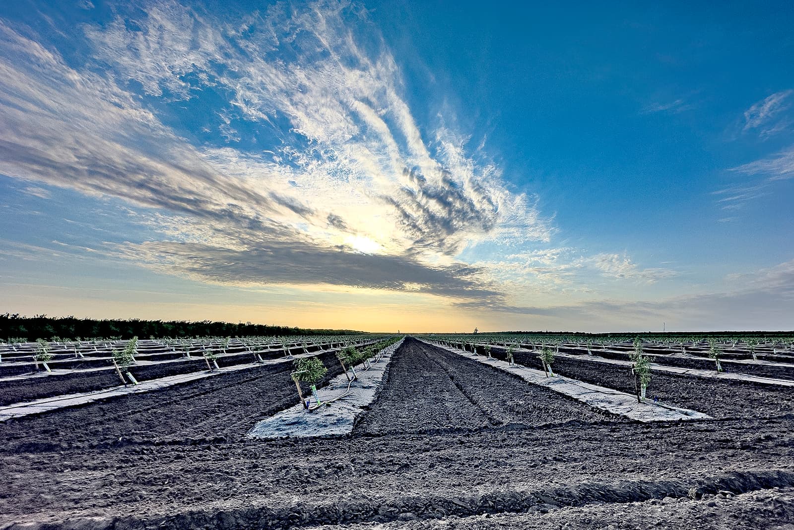 A wide agricultural field with young plants in rows, covered with plastic mulch, under a blue sky with scattered clouds at sunset.