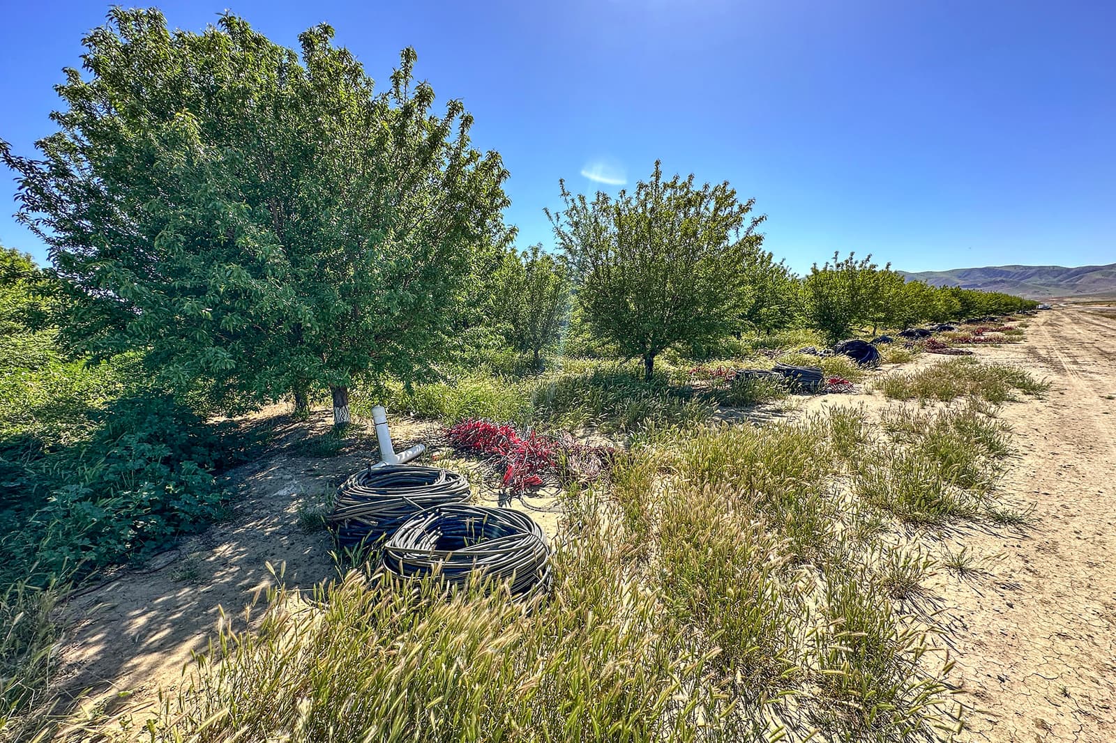 Coiled irrigation pipes and valves lie on the ground beside a dirt road, with rows of leafy trees and dry grass under a clear blue sky.