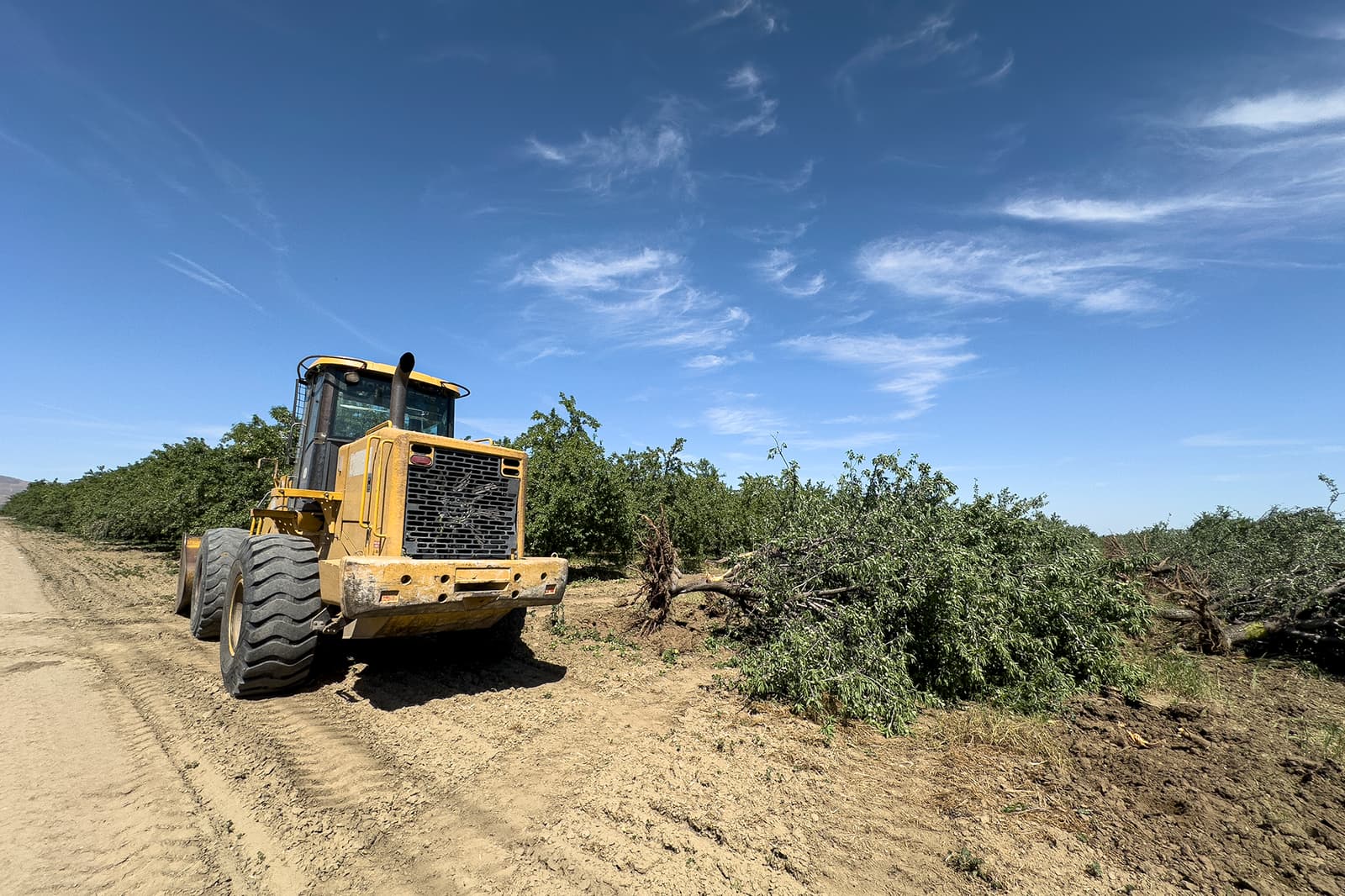 A yellow bulldozer is pushing over trees on a dirt road under a blue sky with scattered clouds.