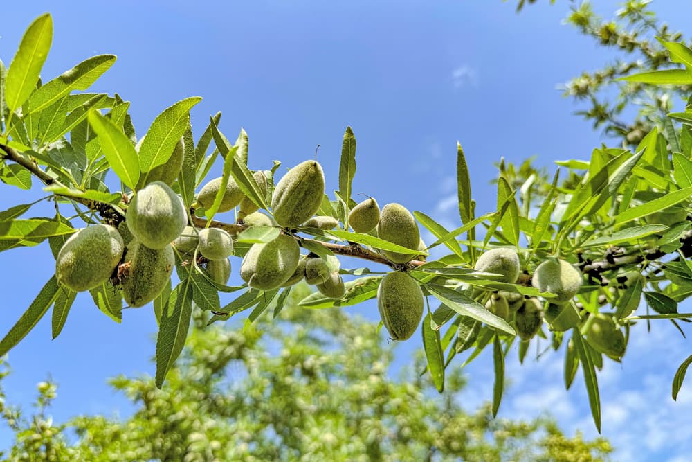 A branch with green almonds and elongated leaves against a bright blue sky, with blurred greenery in the background.