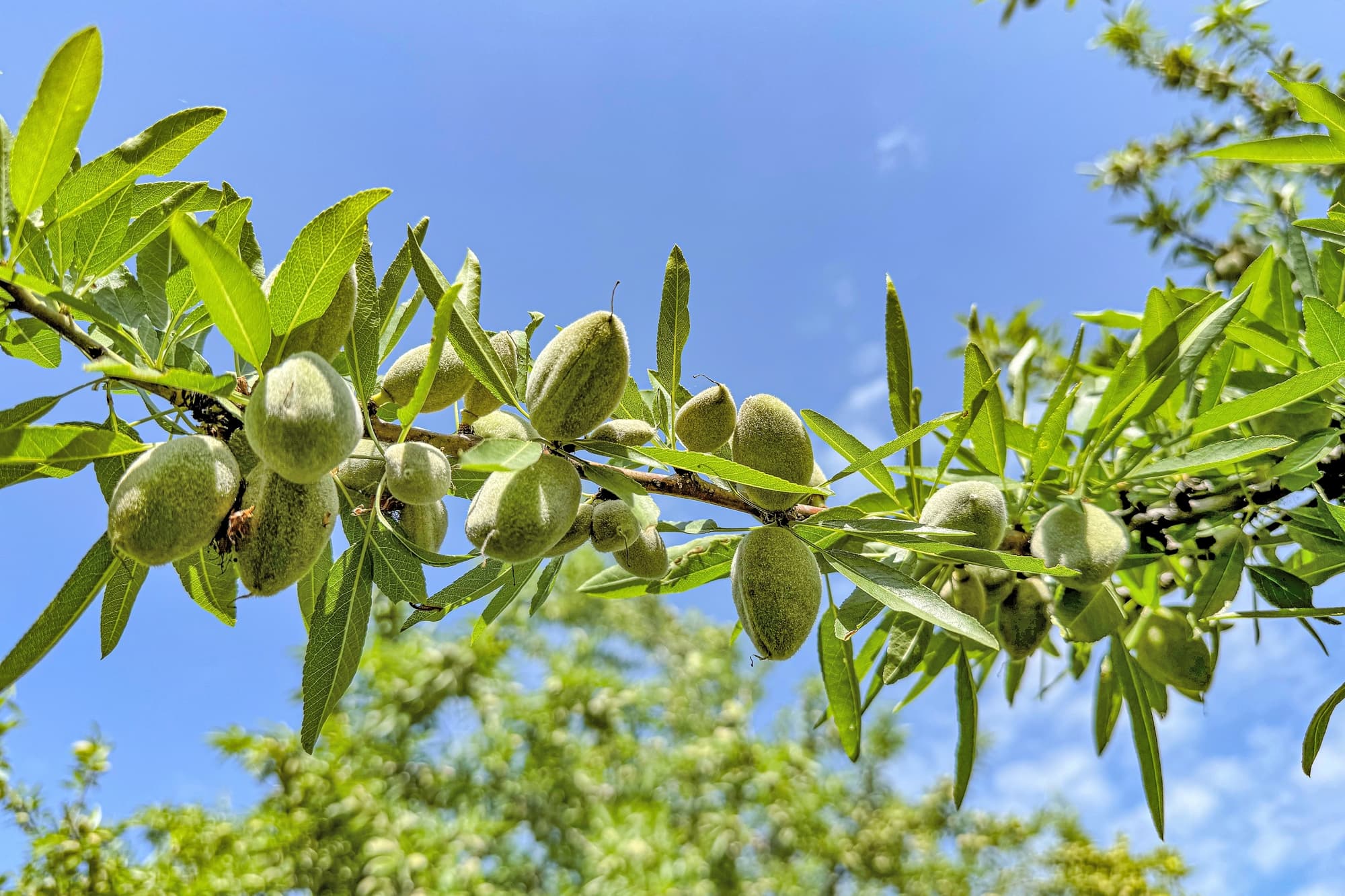A branch with green almonds and elongated leaves against a bright blue sky, with blurred greenery in the background.