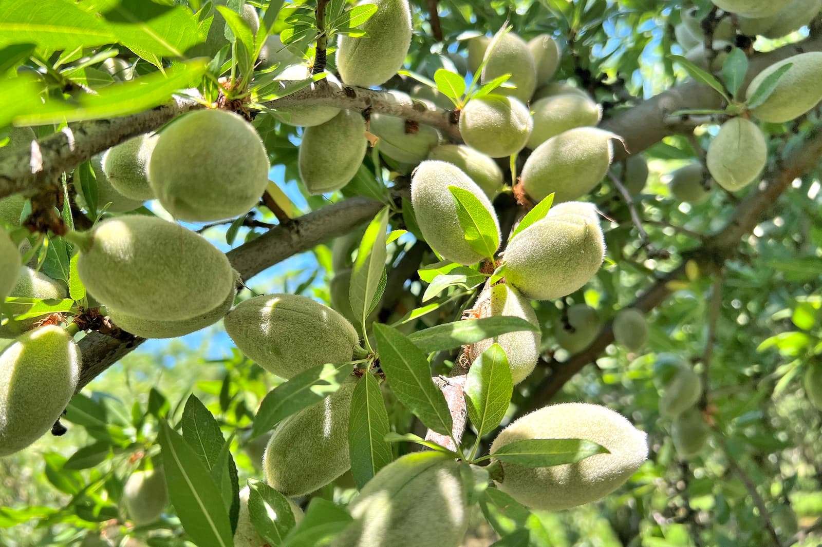 Close-up of unripe almonds growing on tree branches with green leaves, photographed in bright sunlight.