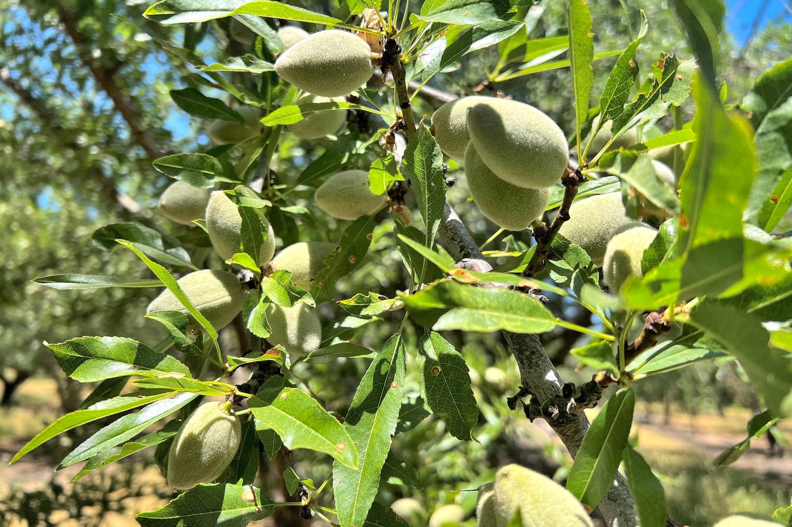 Close-up of unripe almonds growing on tree branches with green leaves in an outdoor orchard setting under sunlight.