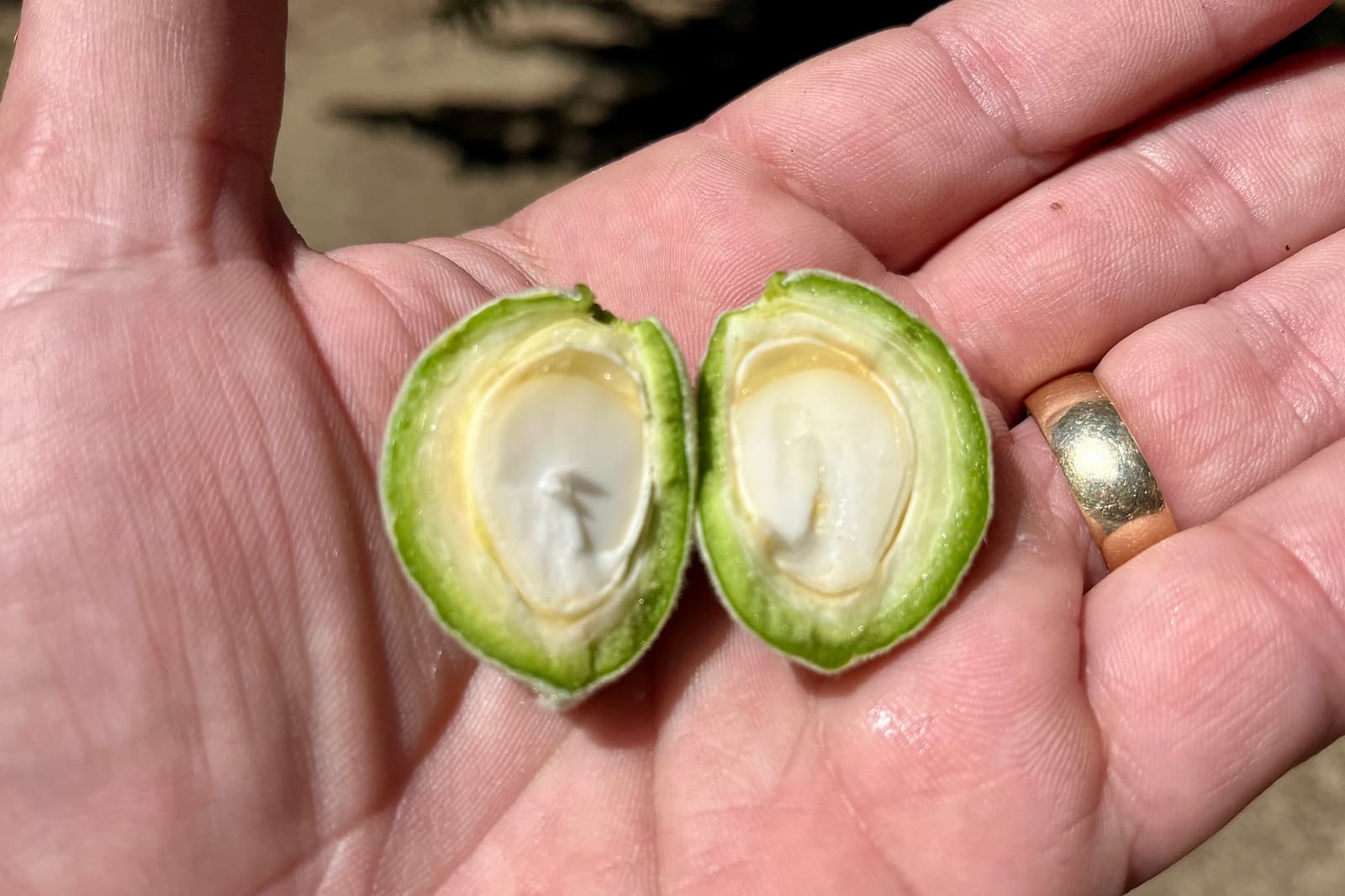 A hand holds a green fruit split in half, revealing a white seed inside. The person is wearing a gold ring on their ring finger.