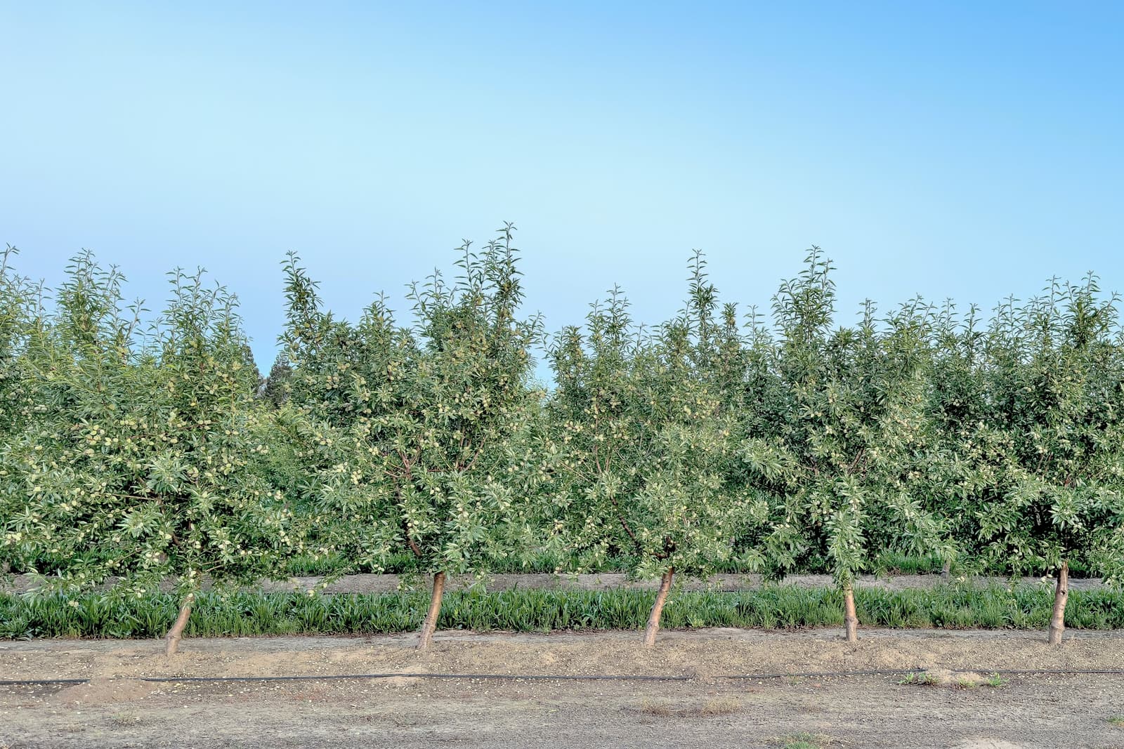 Rows of fruit trees with green leaves under a clear blue sky, supported by wooden stakes.