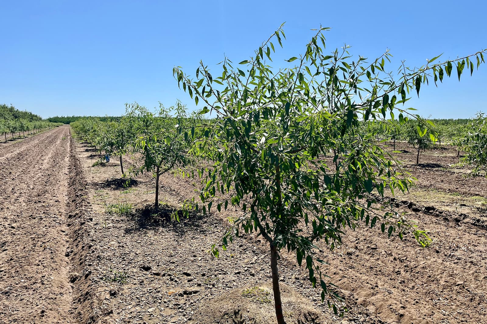 Rows of young trees grow in a dry, tilled field under a clear blue sky, with a dirt path running alongside the trees.