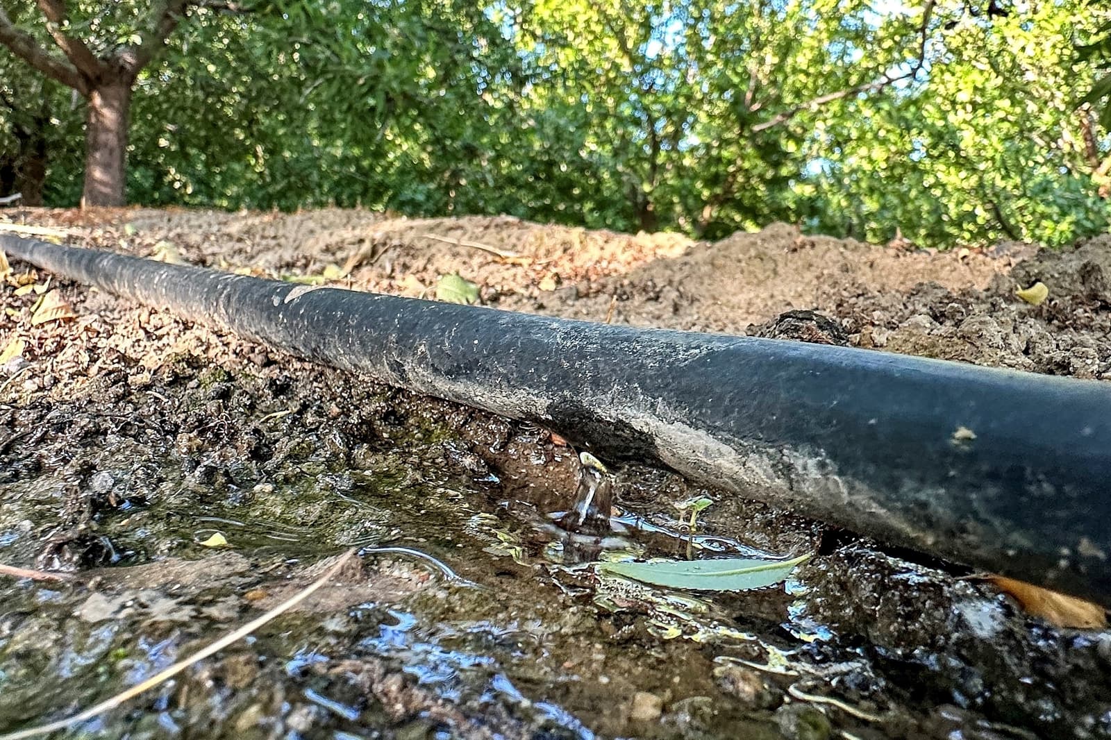 A close-up of a black irrigation pipe leaking water onto soil in a garden or orchard, with green trees in the background.