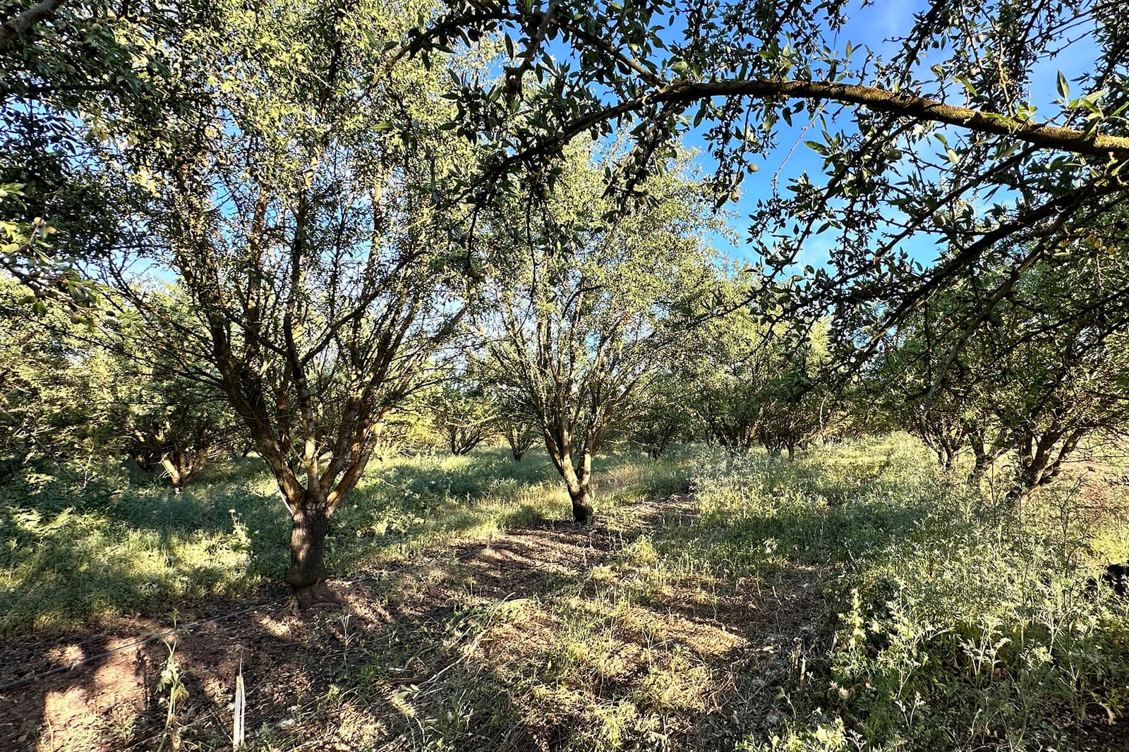 Rows of leafy trees stand in a sunlit orchard with grass and shadows covering the ground under a clear blue sky.