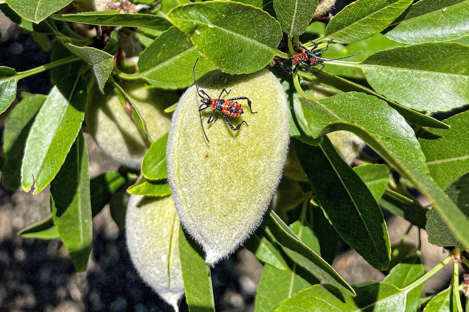 Two red and black insects are on fuzzy green almond pods surrounded by green leaves in bright sunlight.