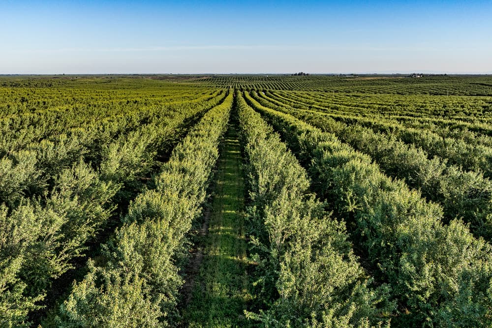 Aerial view of evenly spaced rows of green trees in a large agricultural orchard under a clear blue sky.