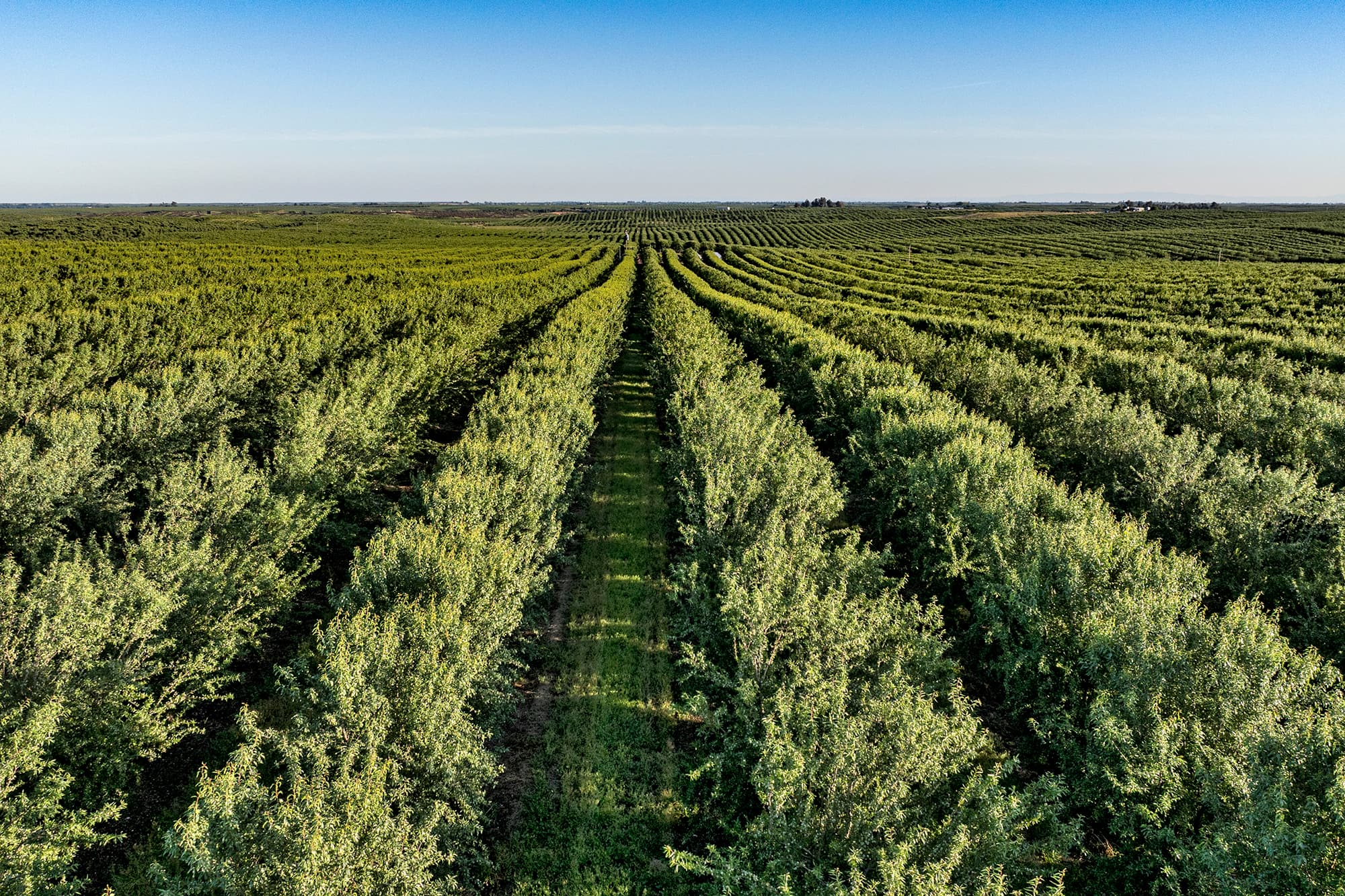 Aerial view of evenly spaced rows of green trees in a large agricultural orchard under a clear blue sky.