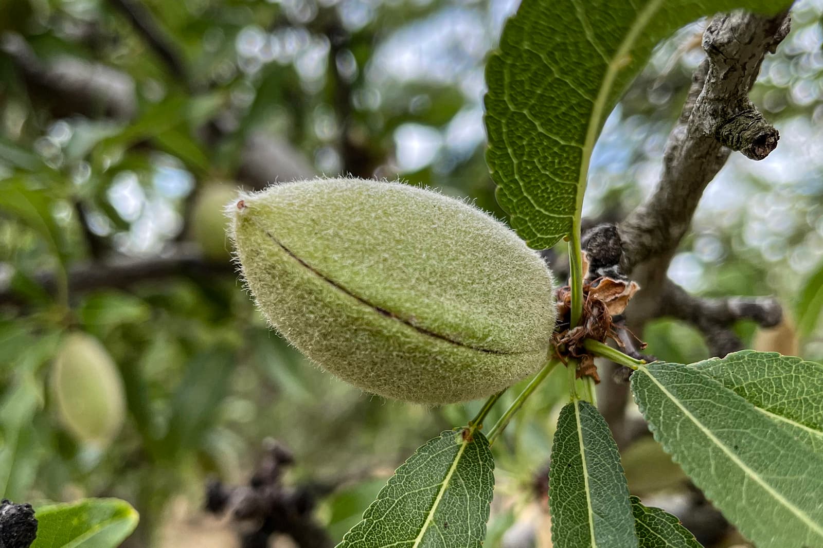 Close-up of an unripe almond still in its fuzzy green hull, attached to a branch with elongated green leaves in the background.