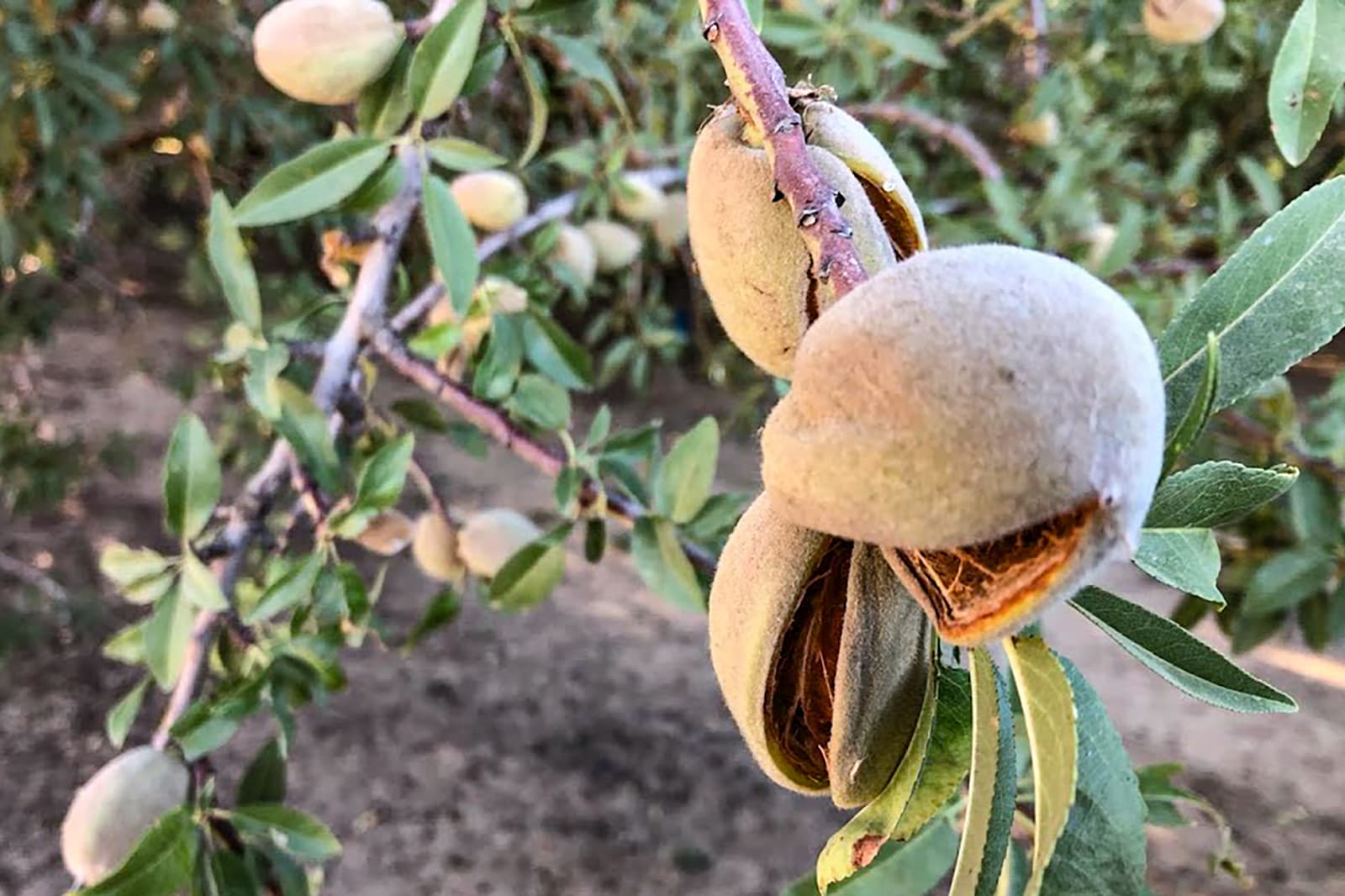 Close-up of almond tree branches with unripe almonds in fuzzy green hulls, some hulls split open, set against a blurred background of more branches and leaves.