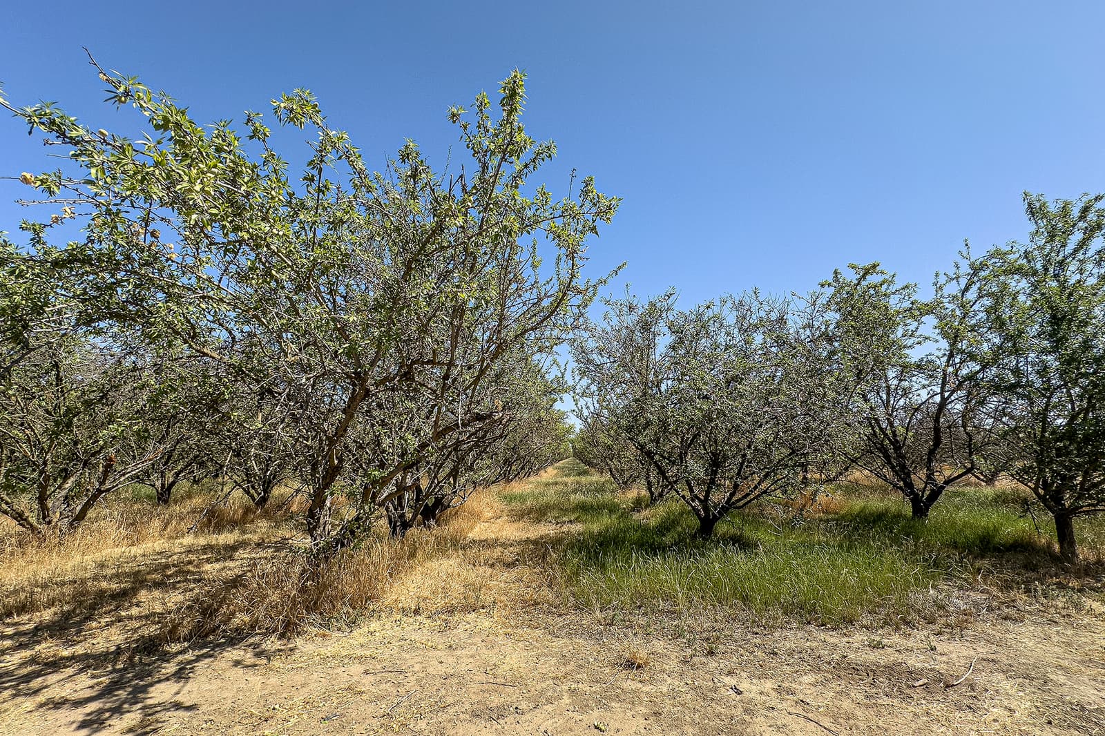 Rows of small trees with sparse green leaves grow in dry grassy soil under a clear blue sky on a sunny day.