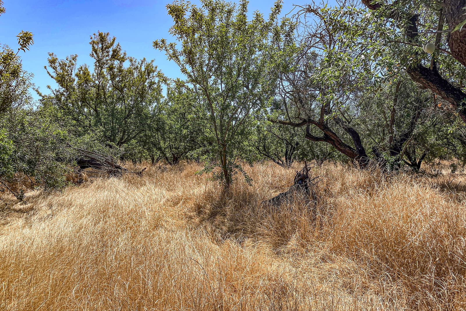Dry, golden grass covers the ground beneath scattered trees and shrubs under a clear blue sky in a natural, sunlit landscape.