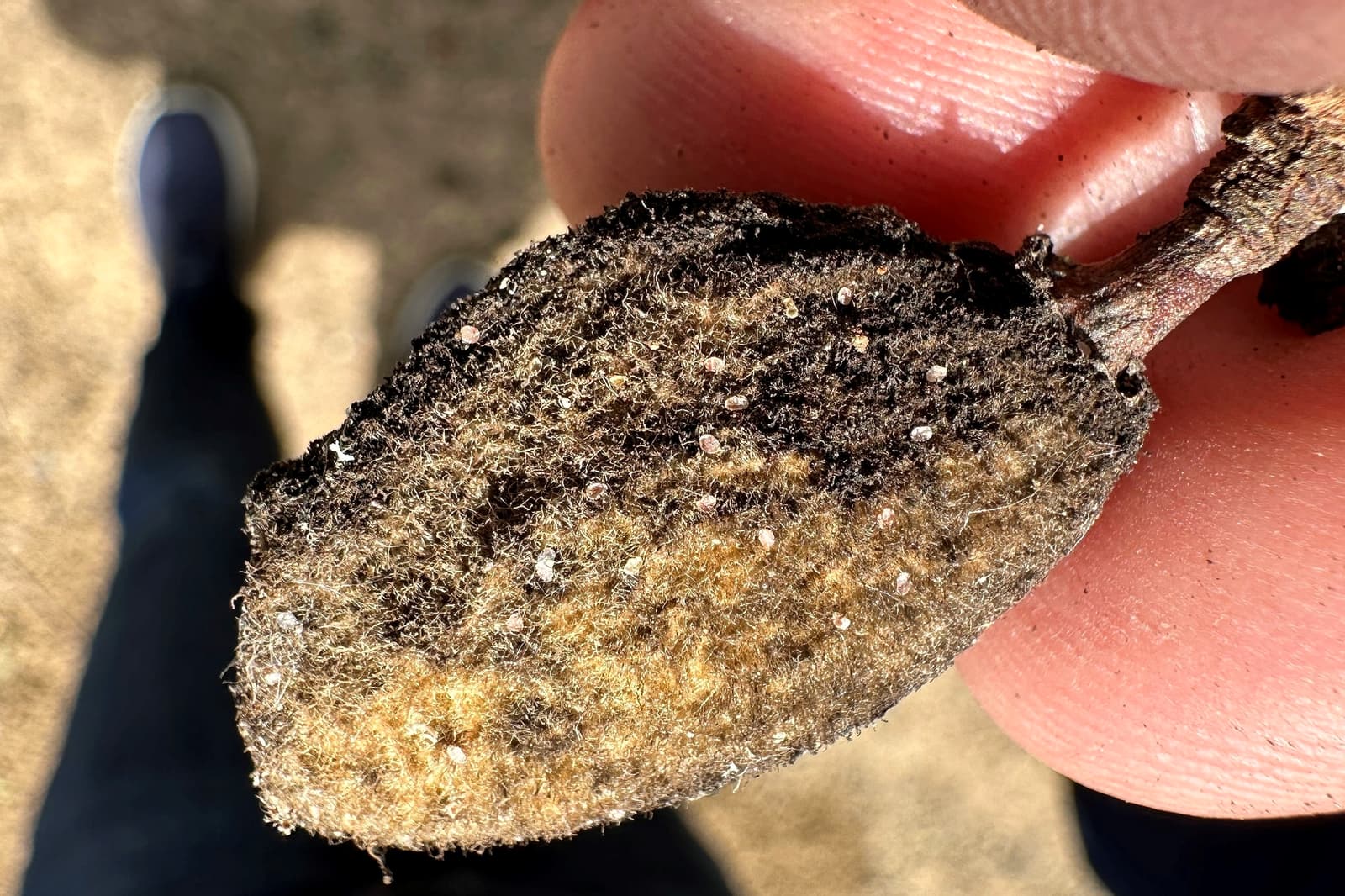Close-up of a hand holding a fuzzy, brown seed pod with small white spots, against a blurred outdoor background.