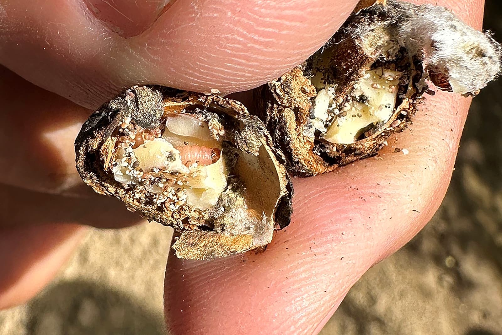Close-up of fingers holding a split nut, revealing a larvae and mold inside the nut.