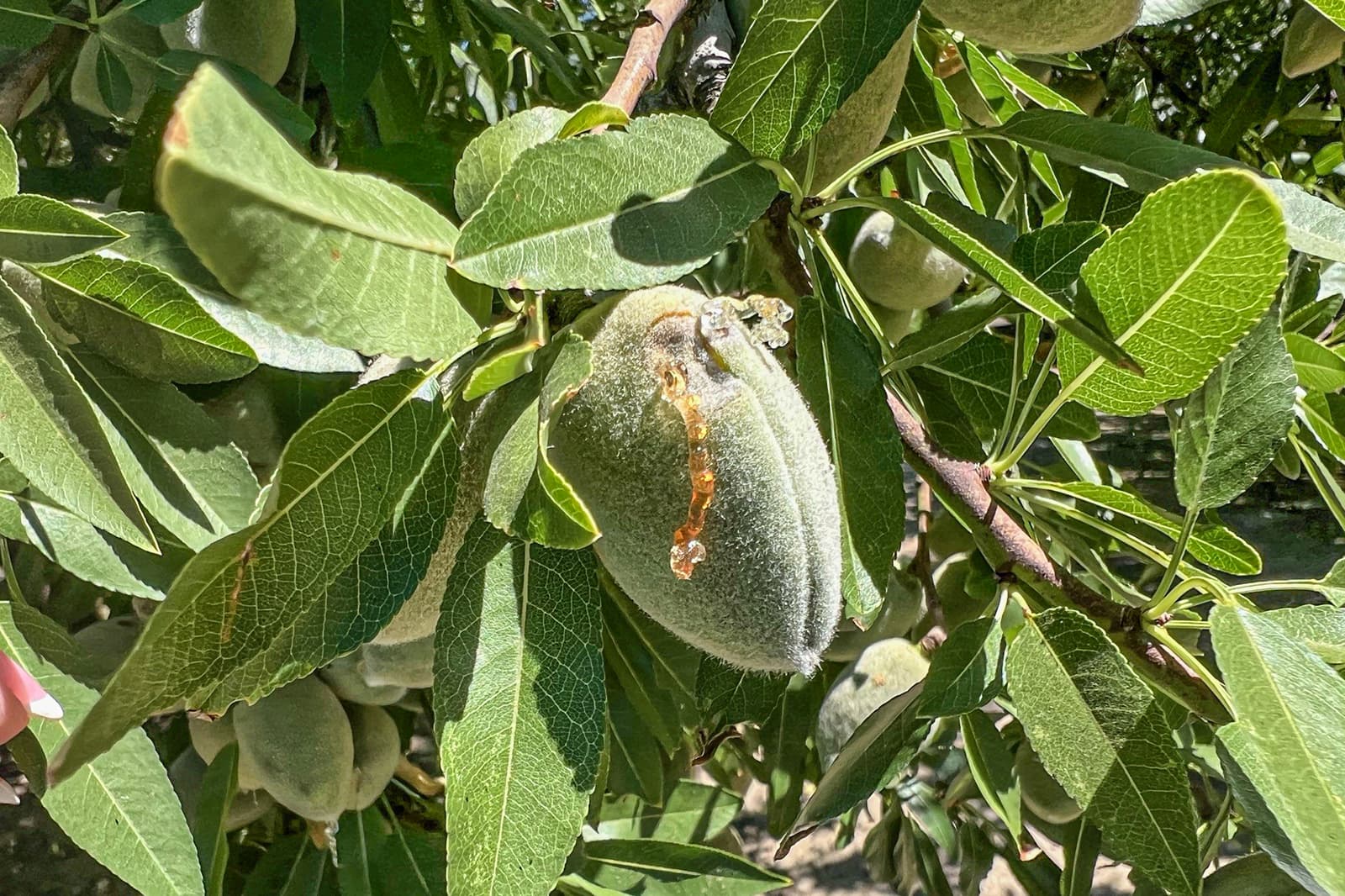 Close-up of an almond fruit still on the tree, covered in green fuzz, with a streak of sap on its surface, surrounded by green almond leaves.