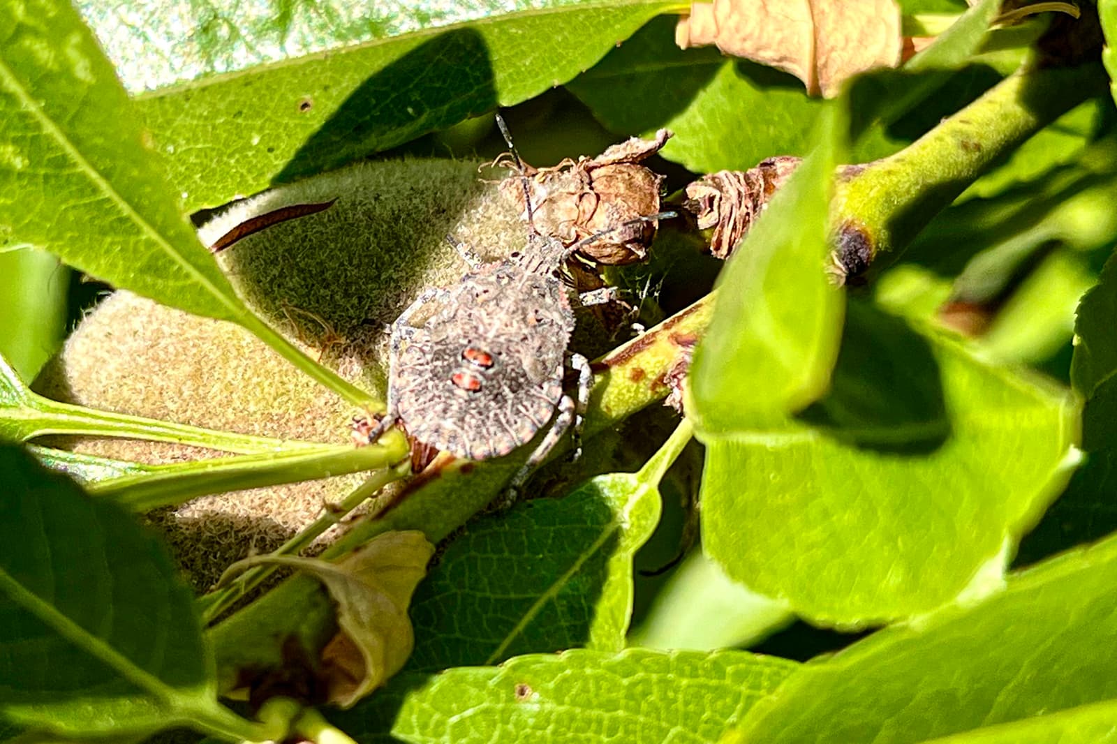 A grayish-brown insect with red markings is sitting on a green plant stem among leaves and dried plant matter in bright sunlight.