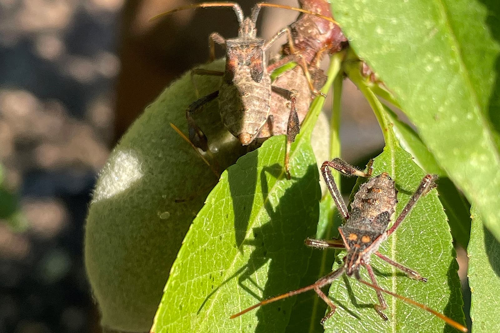 Two brown insects with long legs and antennae are on green leaves and an unripe fruit in bright sunlight.