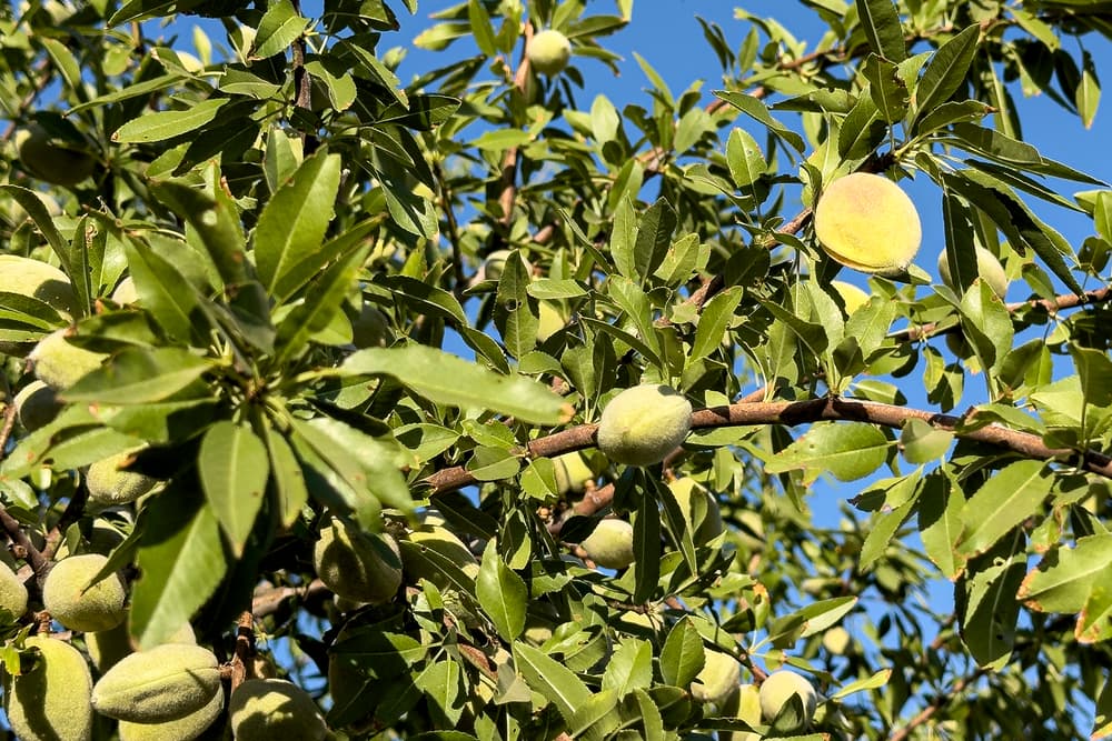 Close-up of a tree branch with green leaves and several unripe almonds growing, set against a clear blue sky.