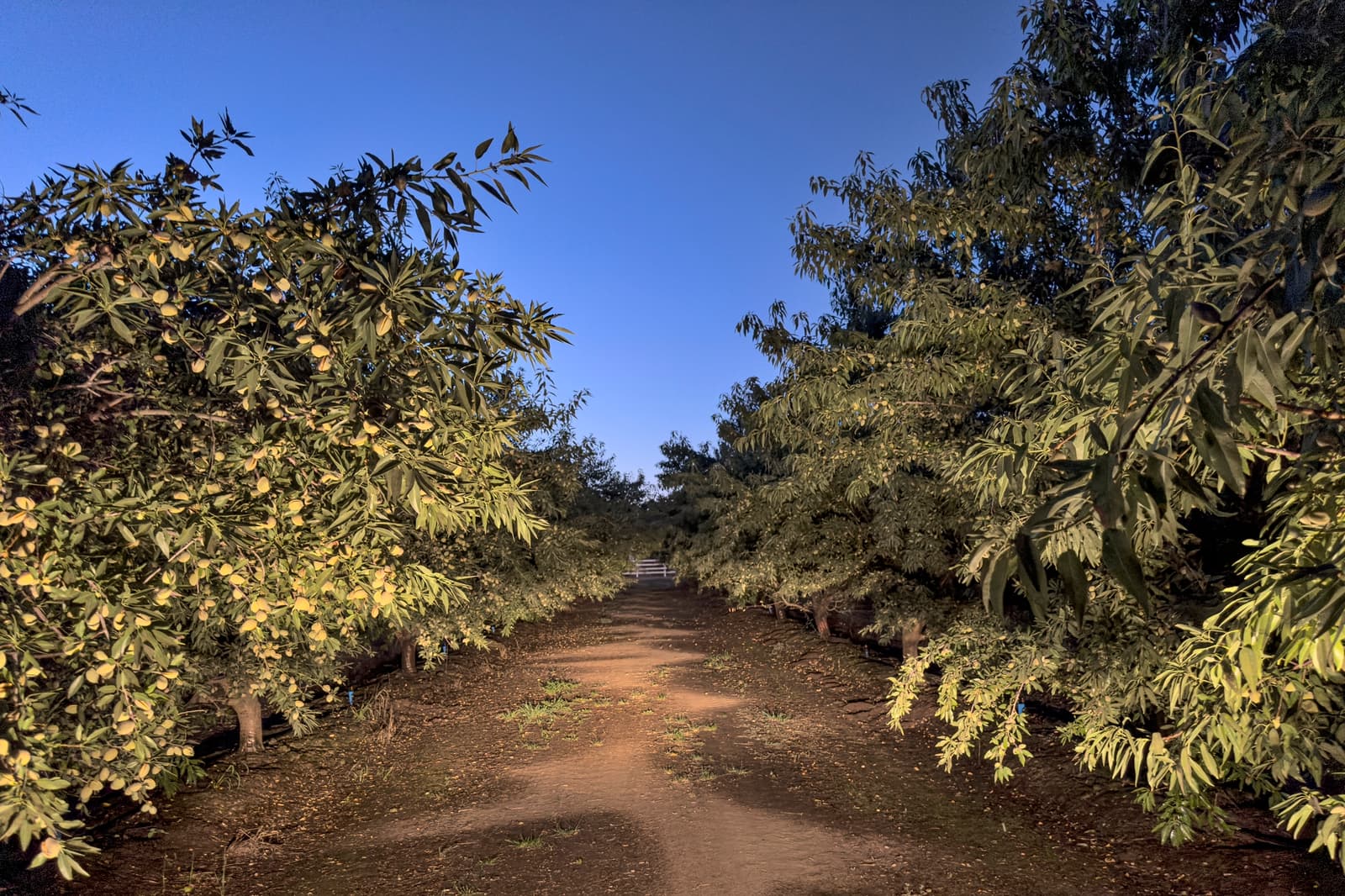 A dirt path runs between rows of dense, green trees at dusk under a clear blue sky.
