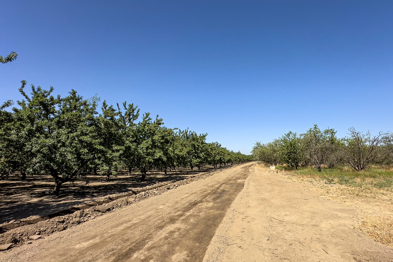 Dirt road runs between rows of orchard trees on the left and dry grass on the right under a clear blue sky.