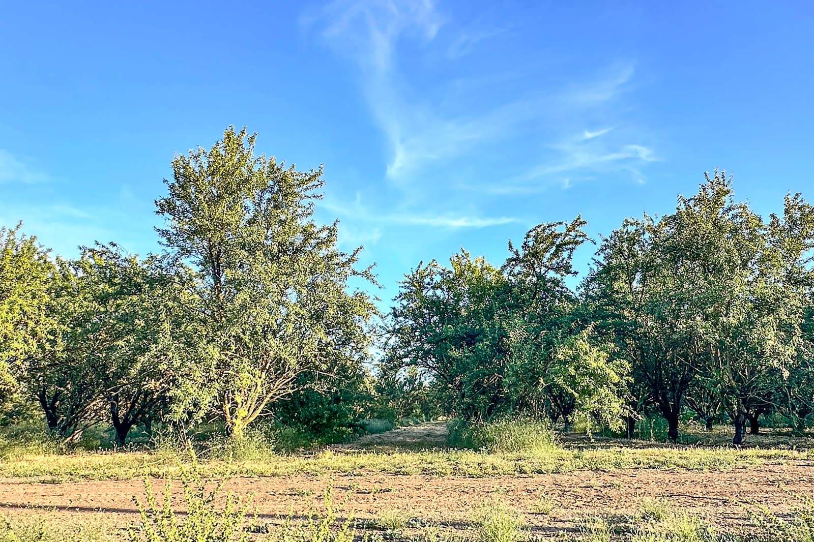 A group of green trees stands on dry, grassy ground under a clear blue sky with wispy clouds.