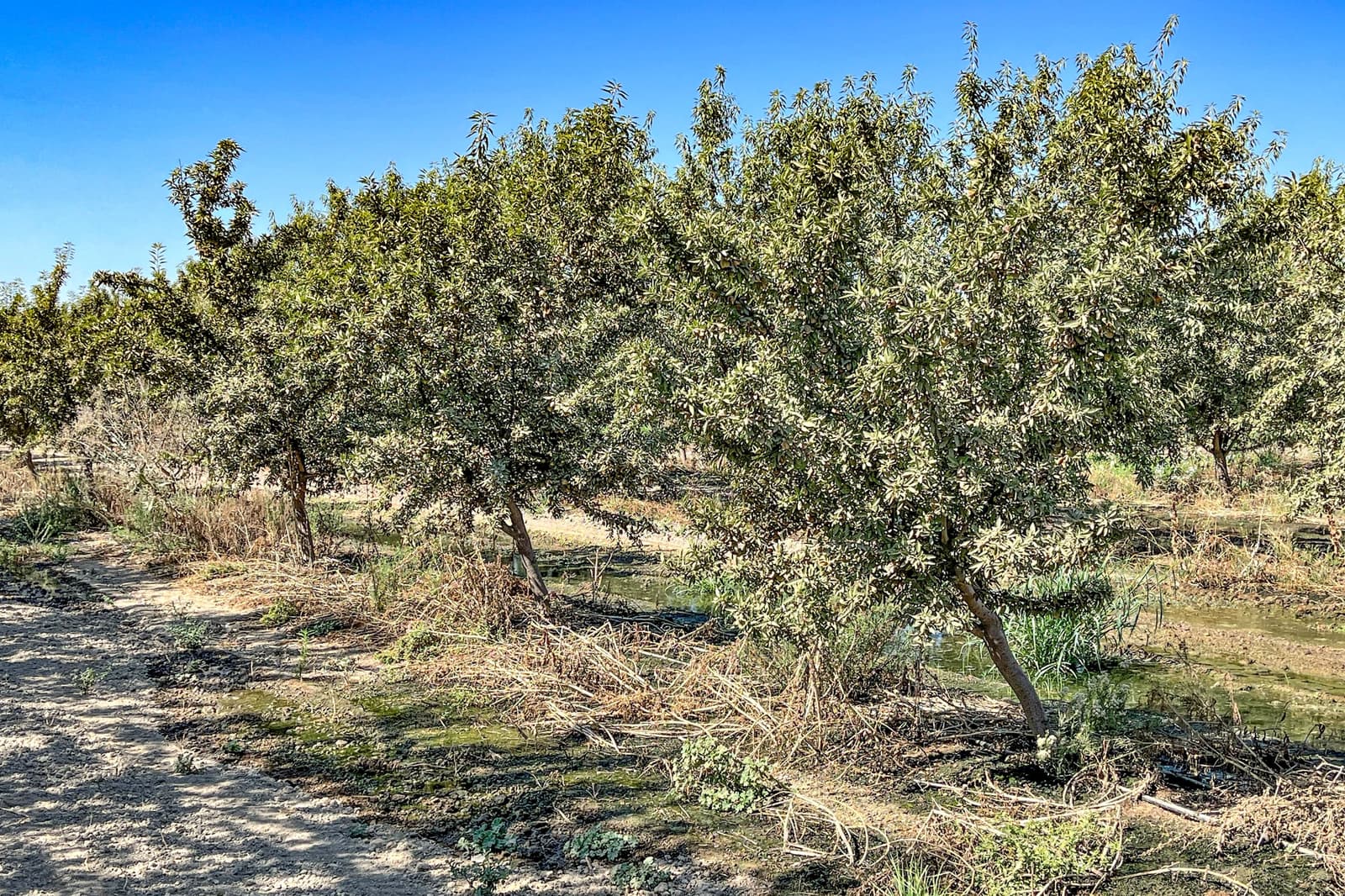 Row of trees with green leaves growing on dry, uneven ground under a clear blue sky, with sparse grass and weeds visible in the foreground.