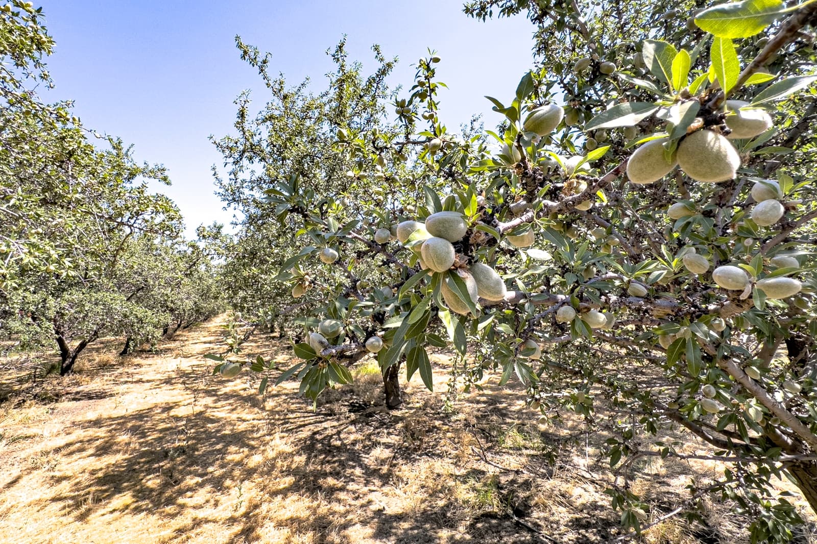 Rows of almond trees in an orchard, with green almonds growing on the branches and dry grass covering the ground.