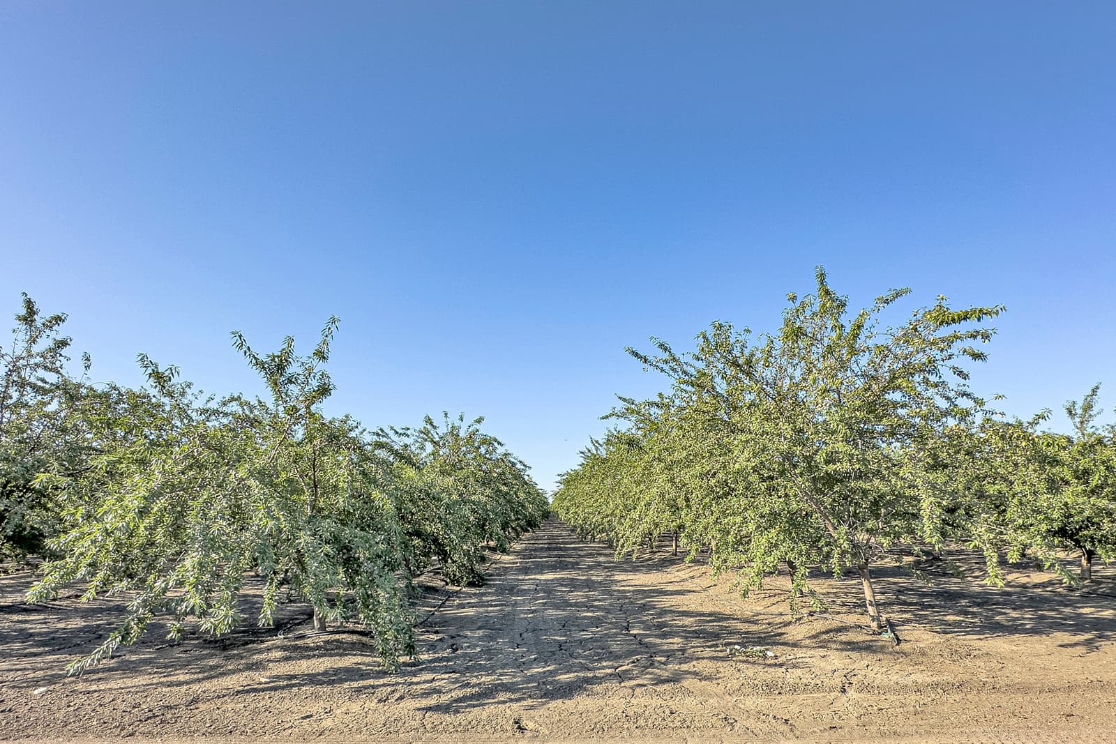 Rows of evenly spaced trees grow in a flat orchard under a clear blue sky, with dry soil visible between the rows.