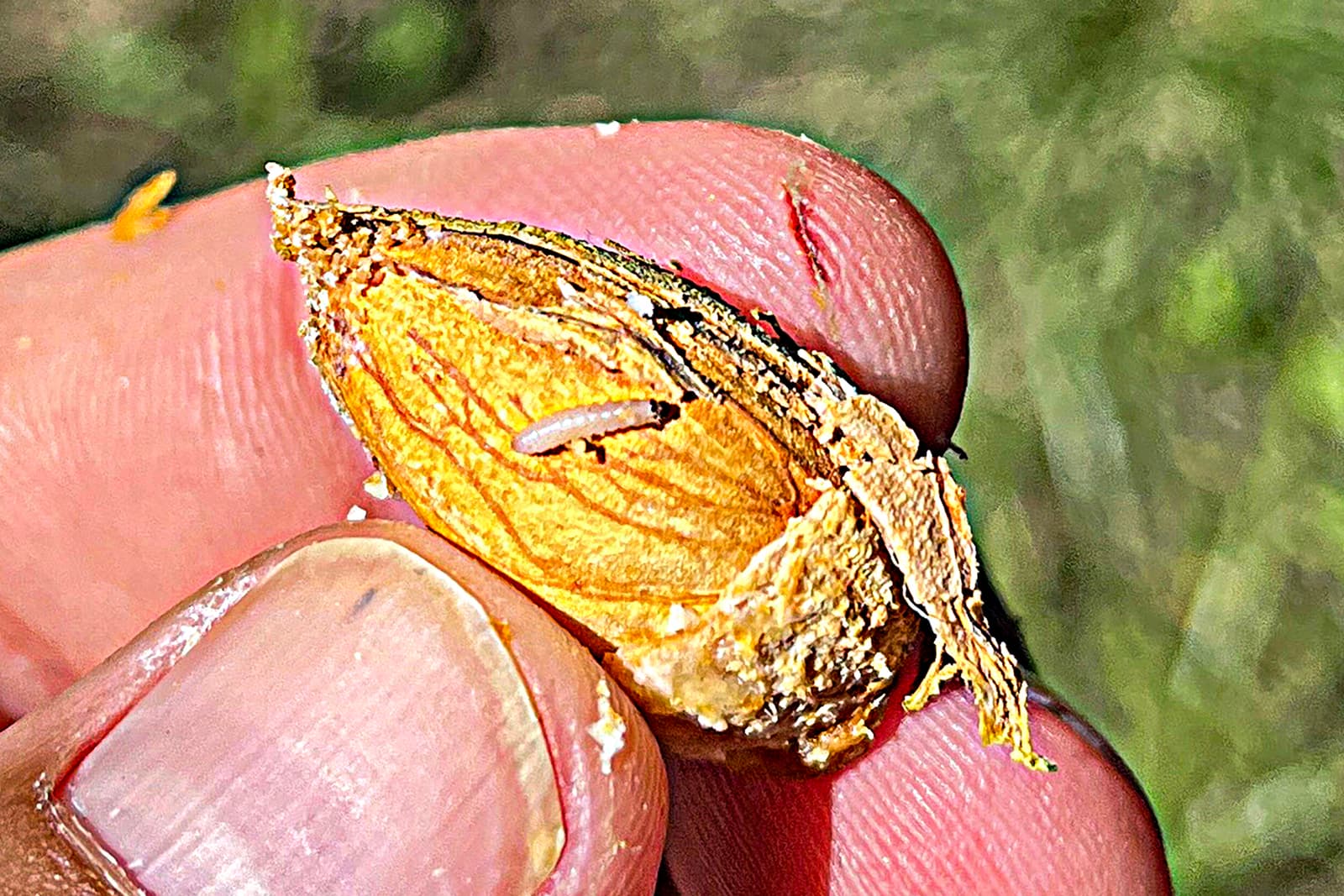 A close-up of a persons fingers holding a cracked open seed, revealing a small white worm inside. The background is blurred green grass.