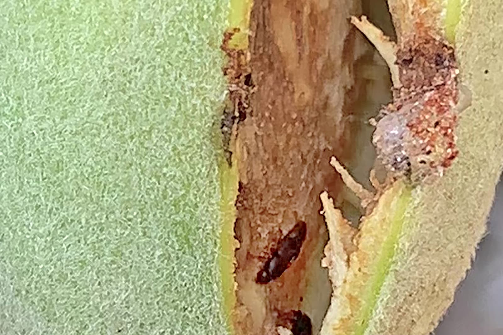 Close-up of a green fruit with a crack showing small brown insects inside and frayed inner flesh.