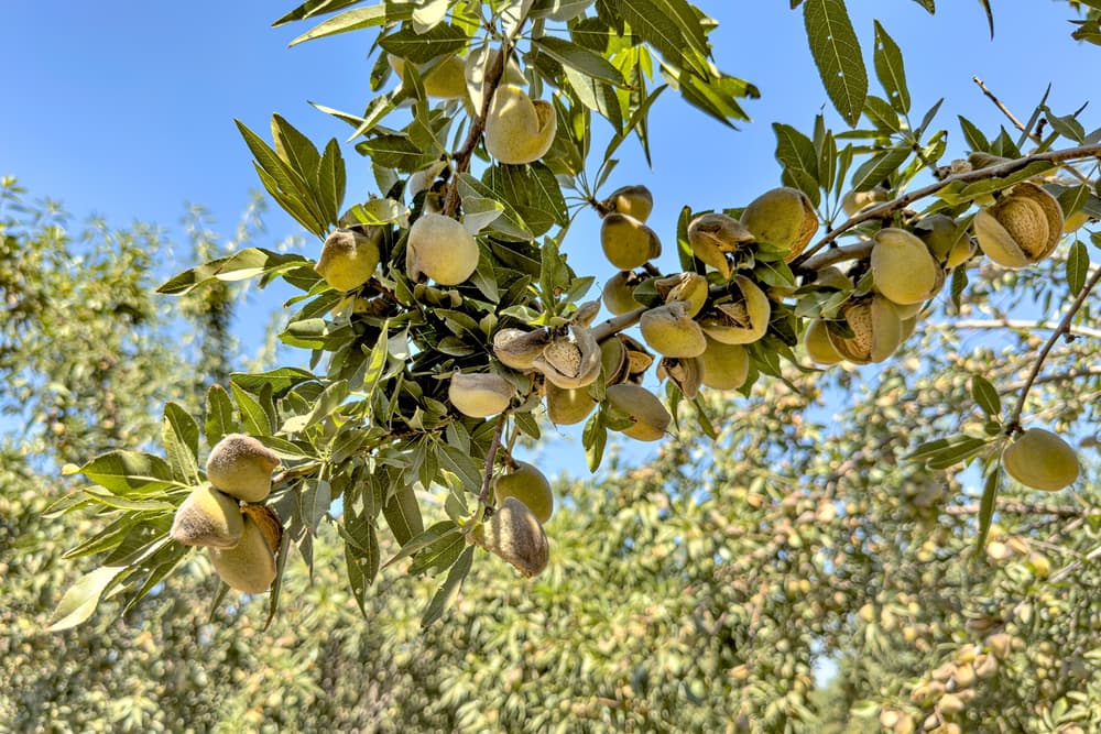 A branch of an almond tree with many green almond fruit clusters, surrounded by green leaves, against a clear blue sky.