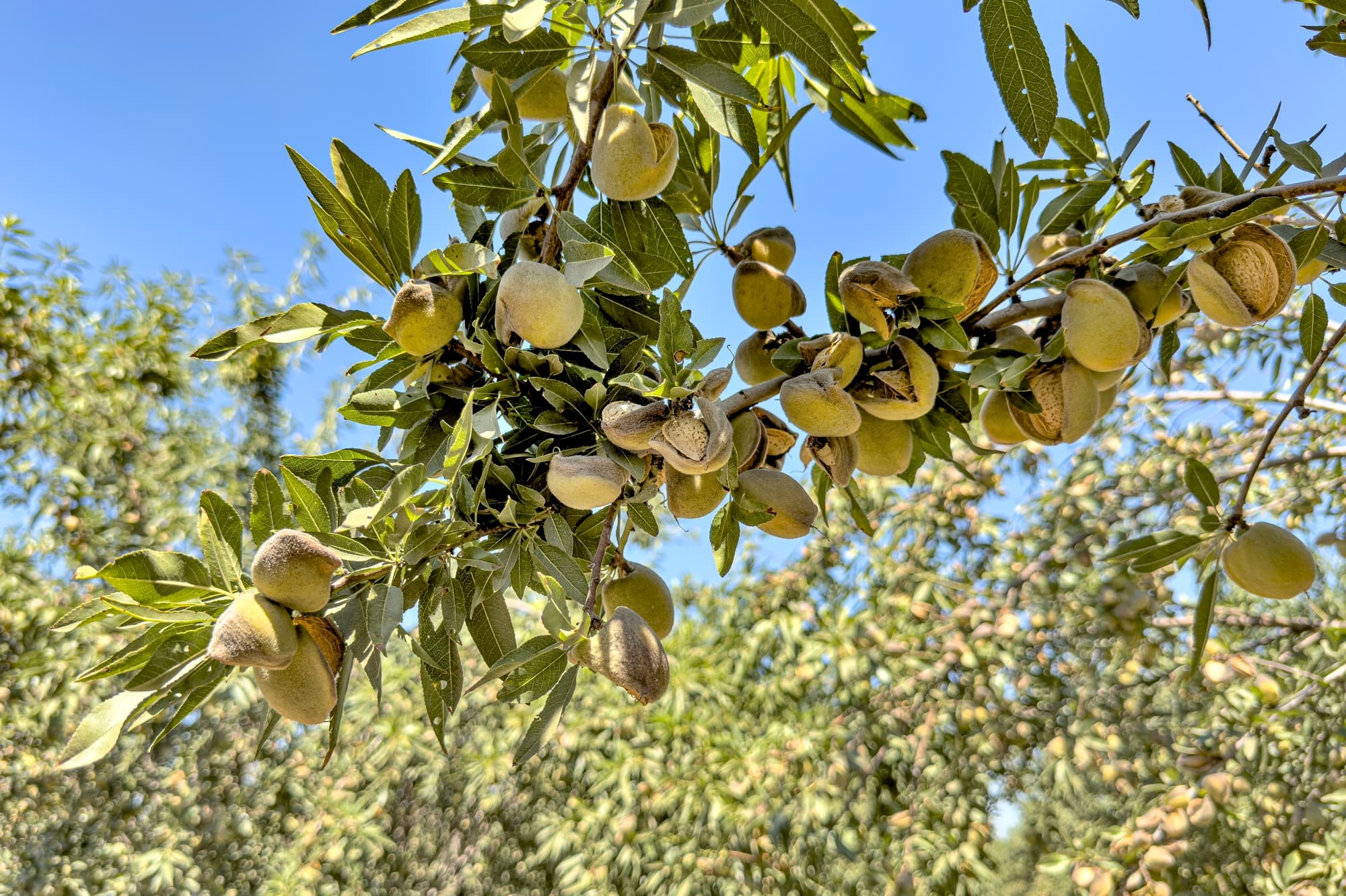 A branch of an almond tree with many green almond fruit clusters, surrounded by green leaves, against a clear blue sky.