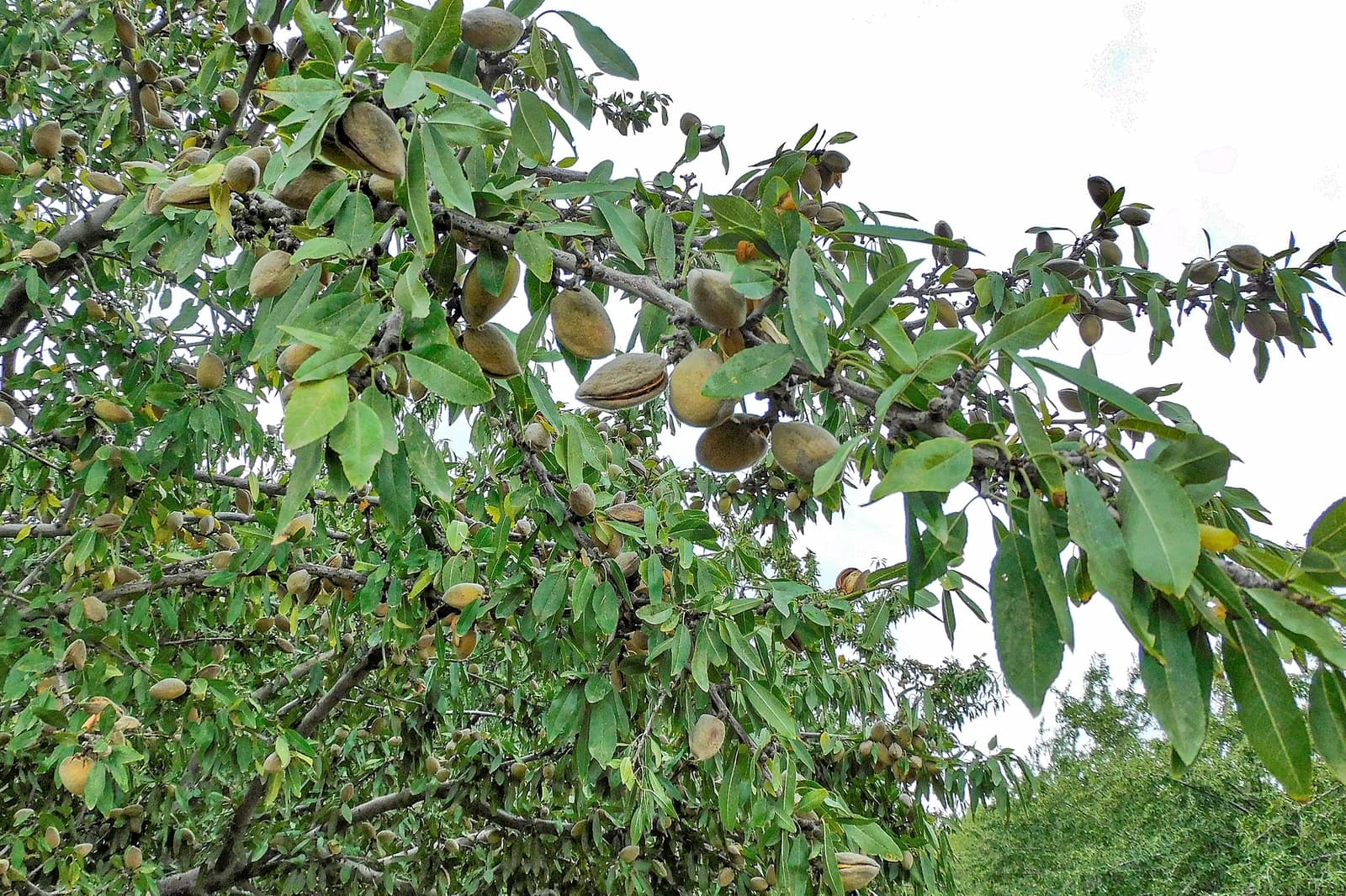 Almond tree branches with green leaves and several almond fruits in hulls growing in clusters, set against a bright sky.