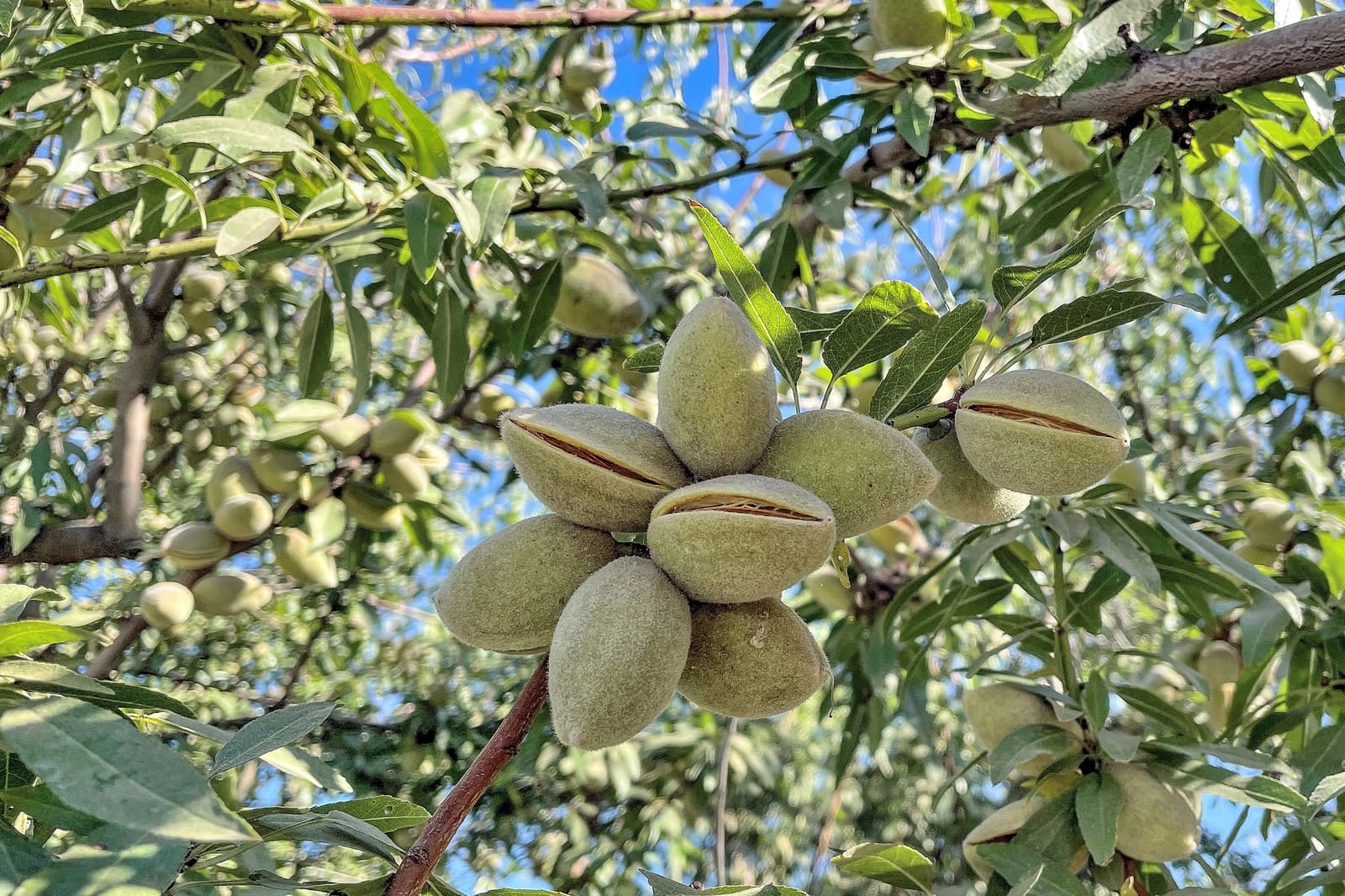 Cluster of unripe almonds growing on a tree branch, surrounded by green leaves with a blue sky in the background.