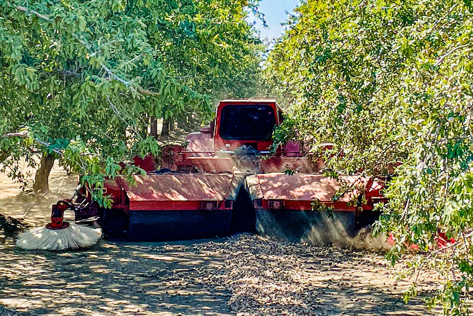 A red agricultural machine collects fallen nuts from the ground under trees, kicking up dust while working between tree rows on a sunny day.