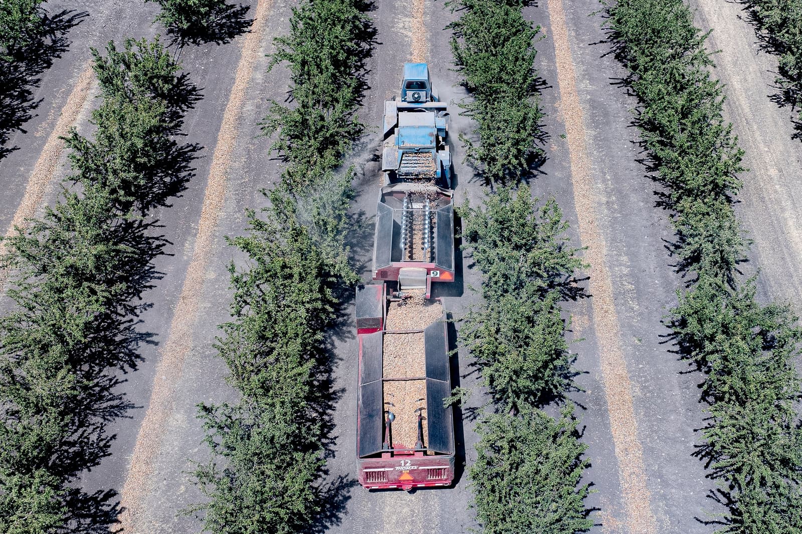 Aerial view of machinery harvesting and collecting nuts between rows of trees in an orchard, with dust visible behind the equipment.