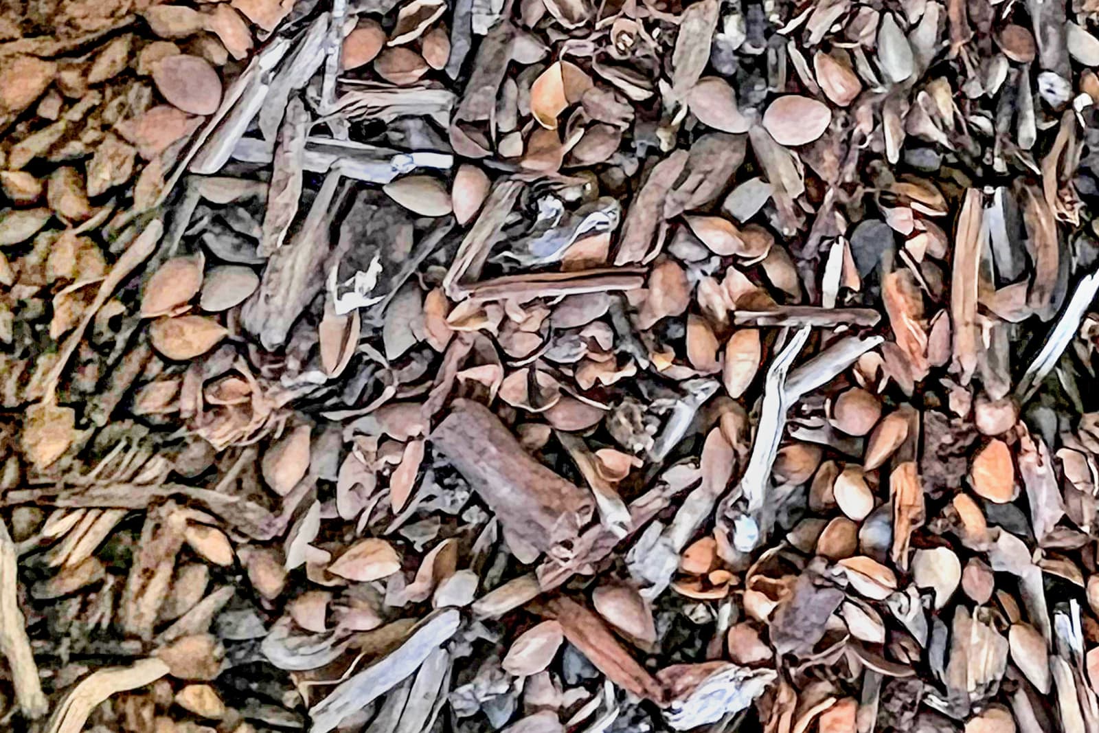 A close-up view of dry leaves, twigs, and seeds scattered on the ground.